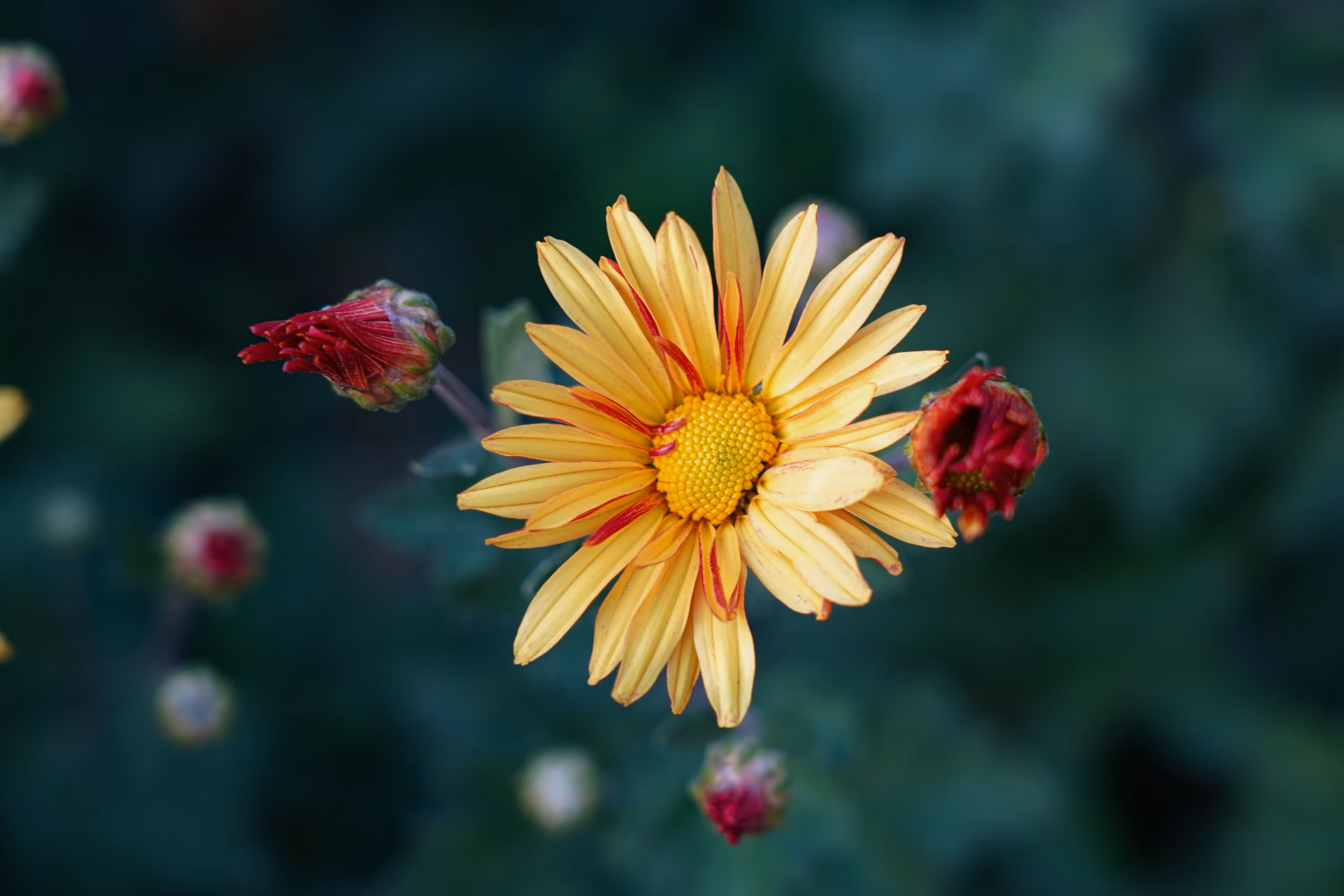 flowers: The whisper of a small sun