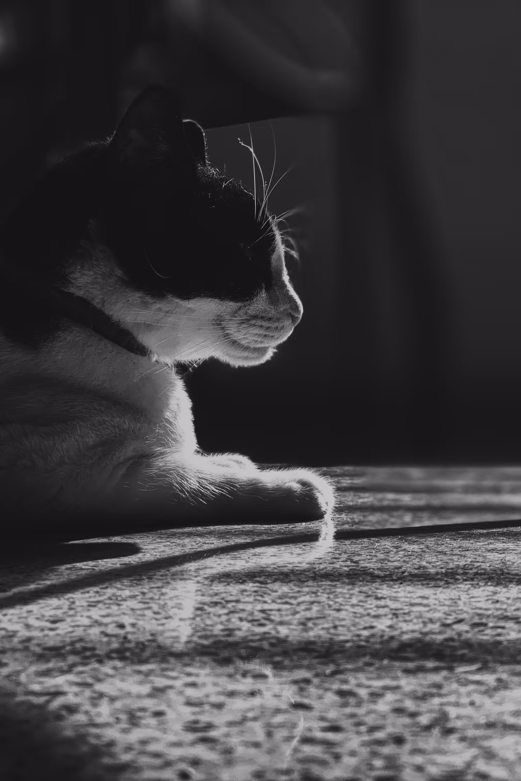 siesta