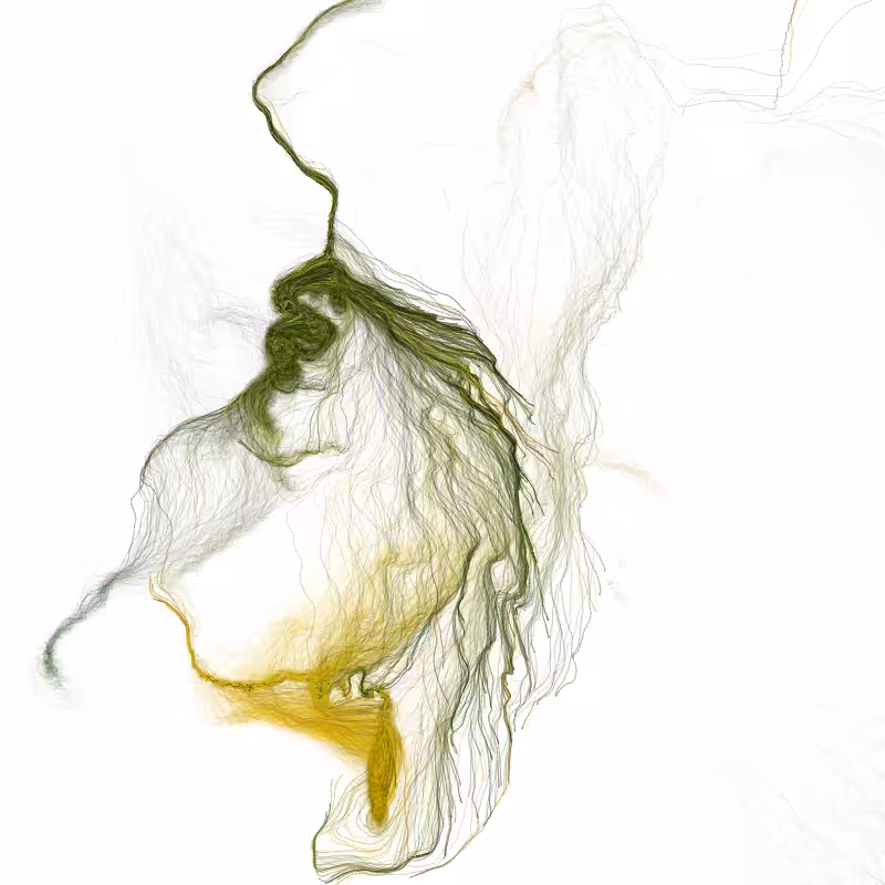 Hypericum #171