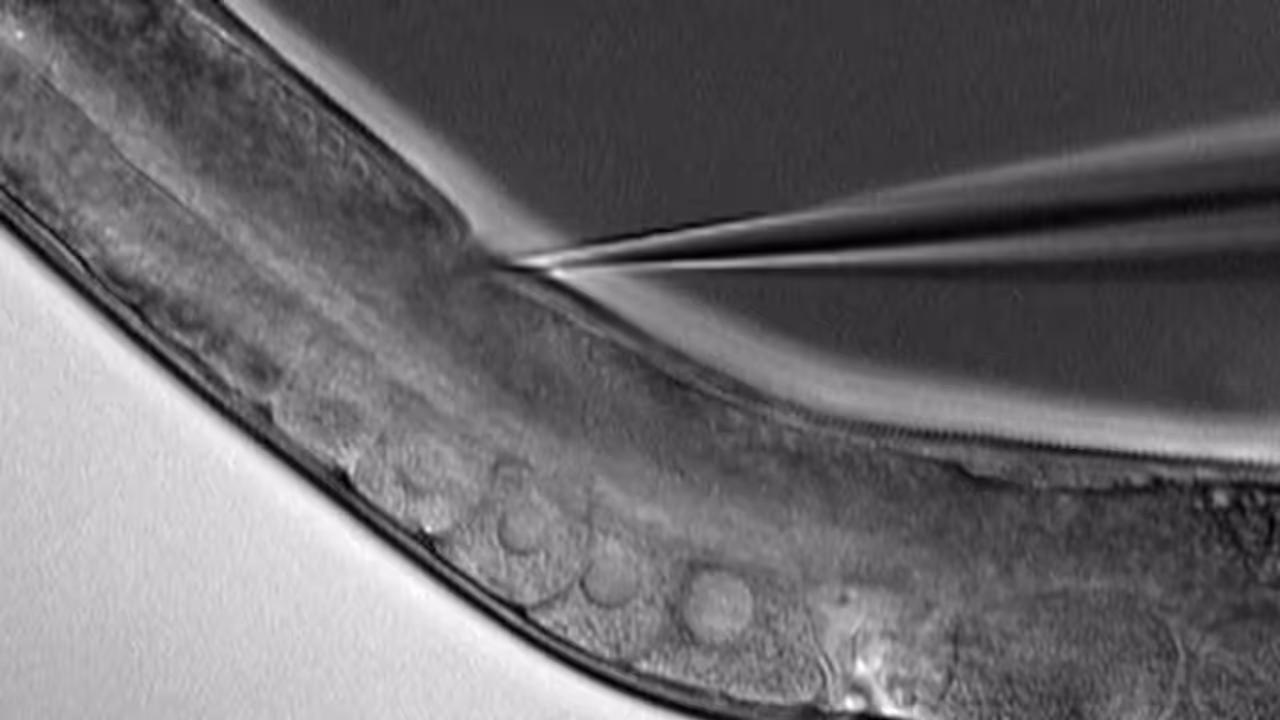 Genetic Engineering