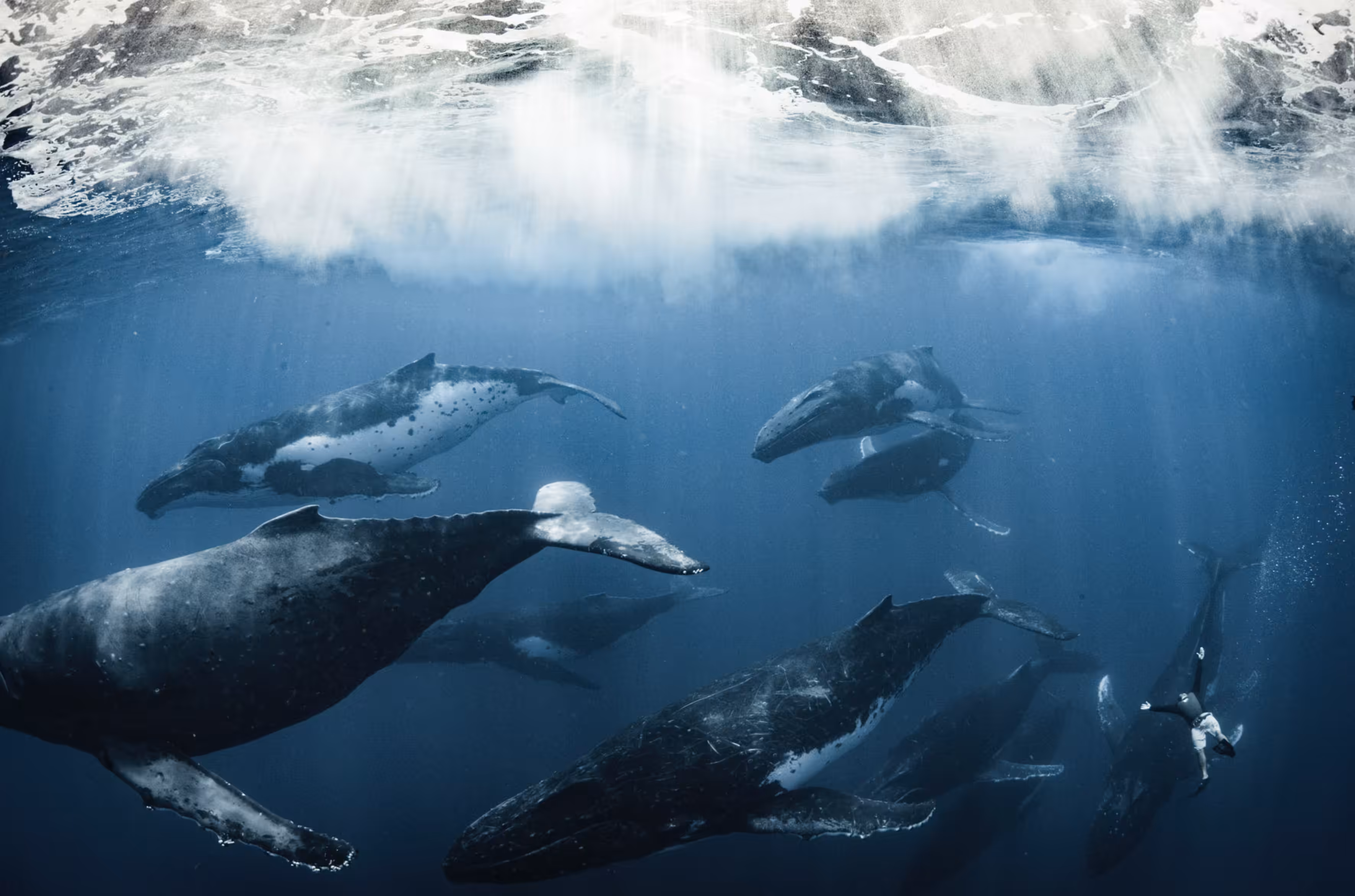 Humpback Hugs