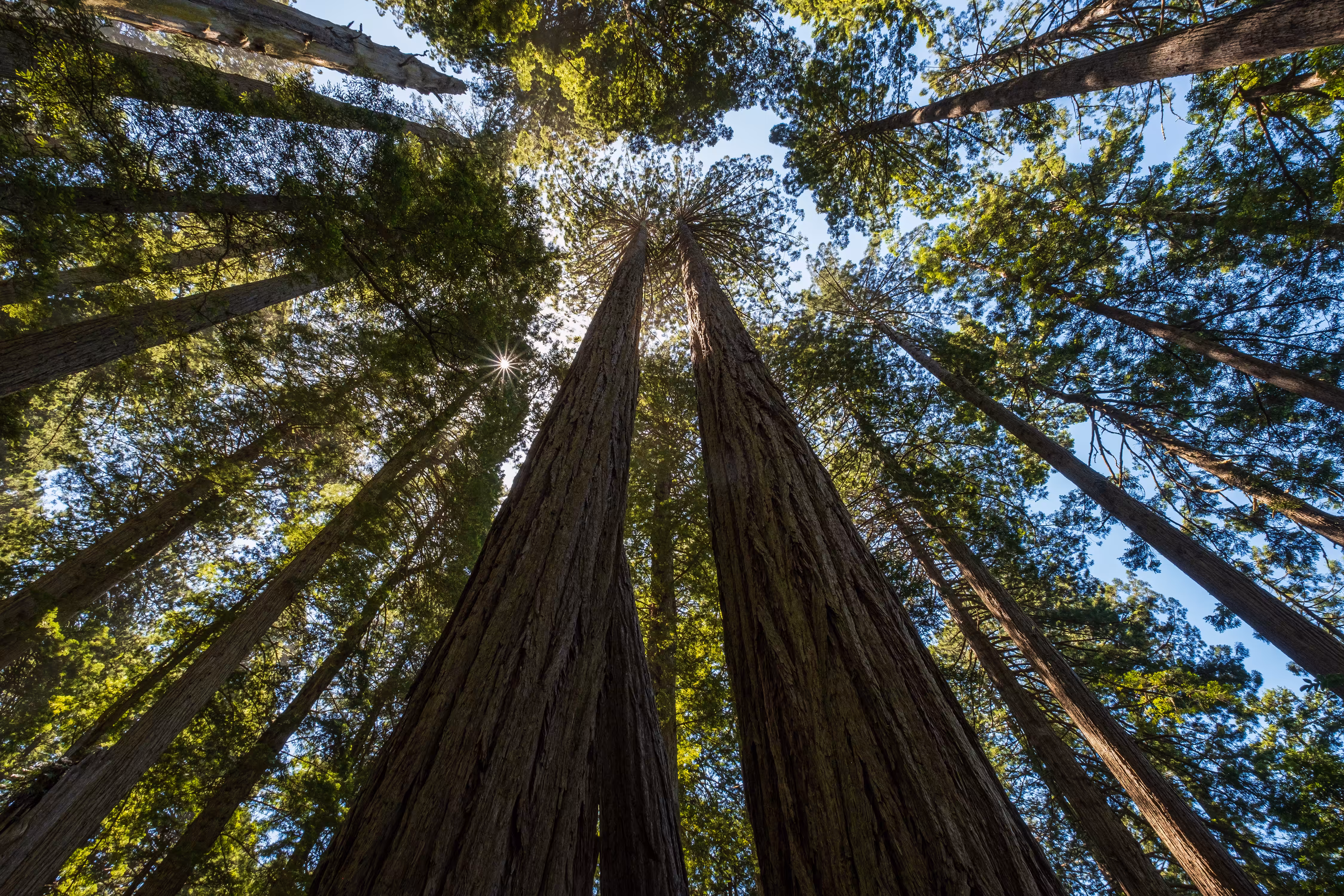 Redwood Forest Community