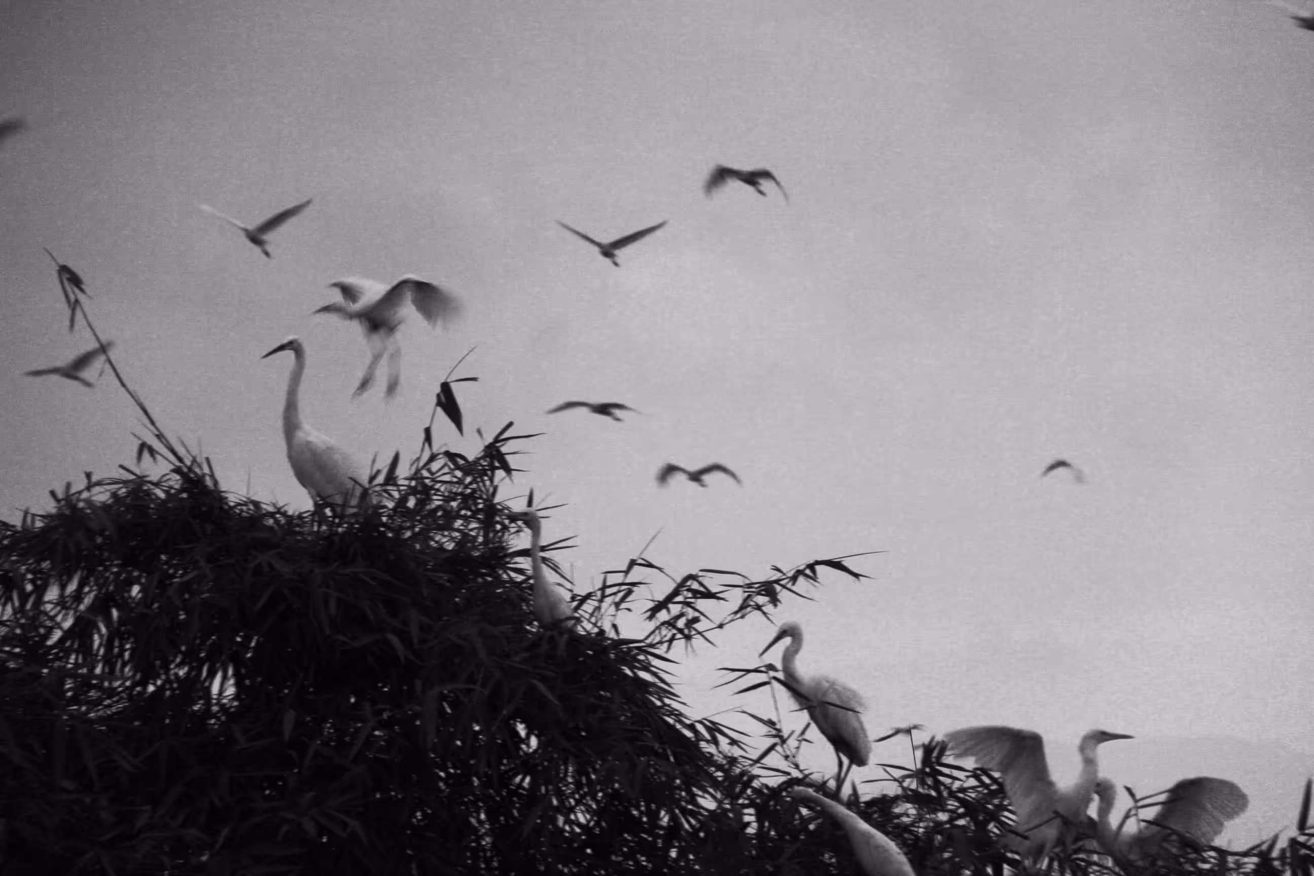 A Flocks at the Dusk