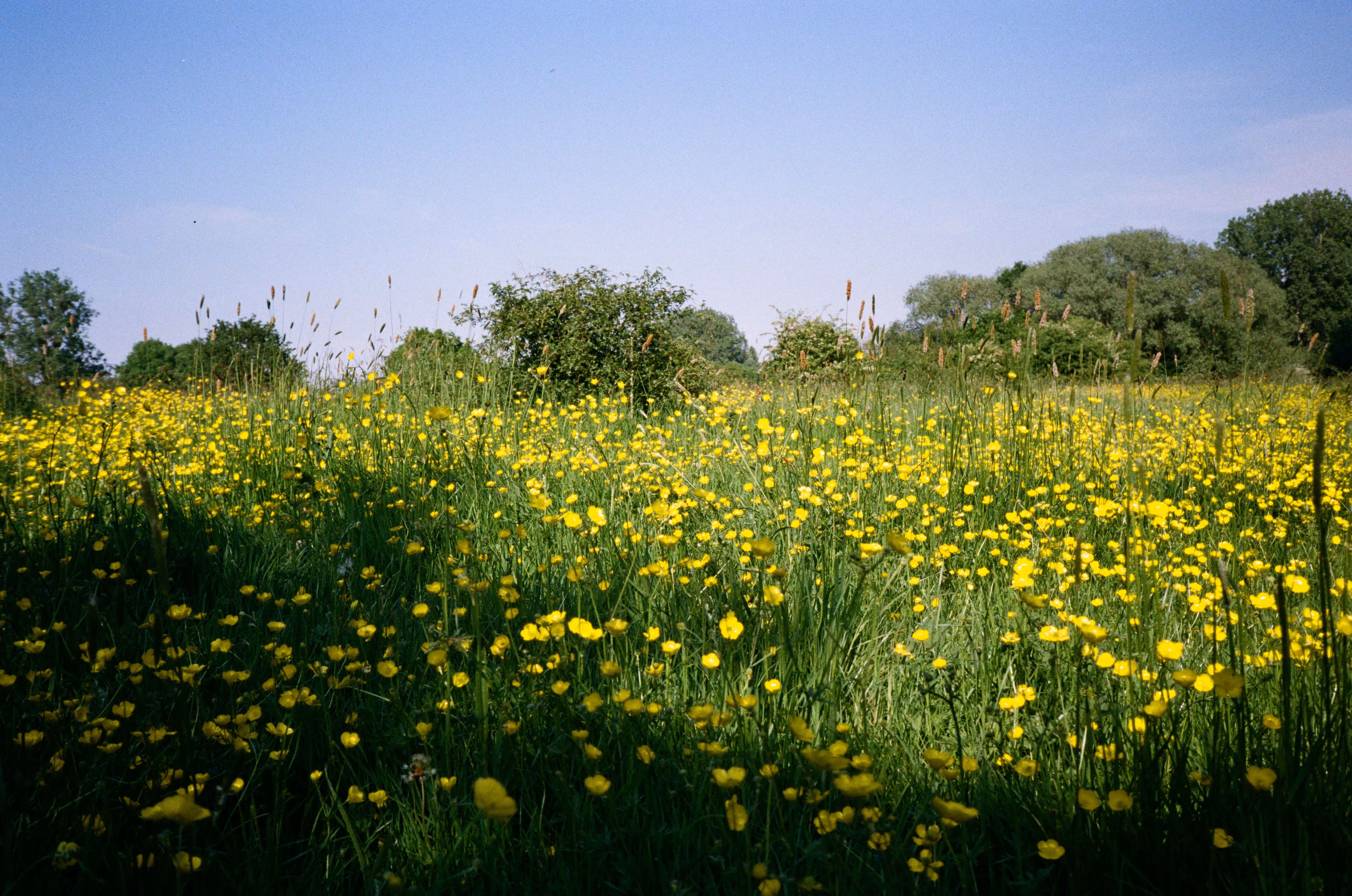 Amongst the flowers