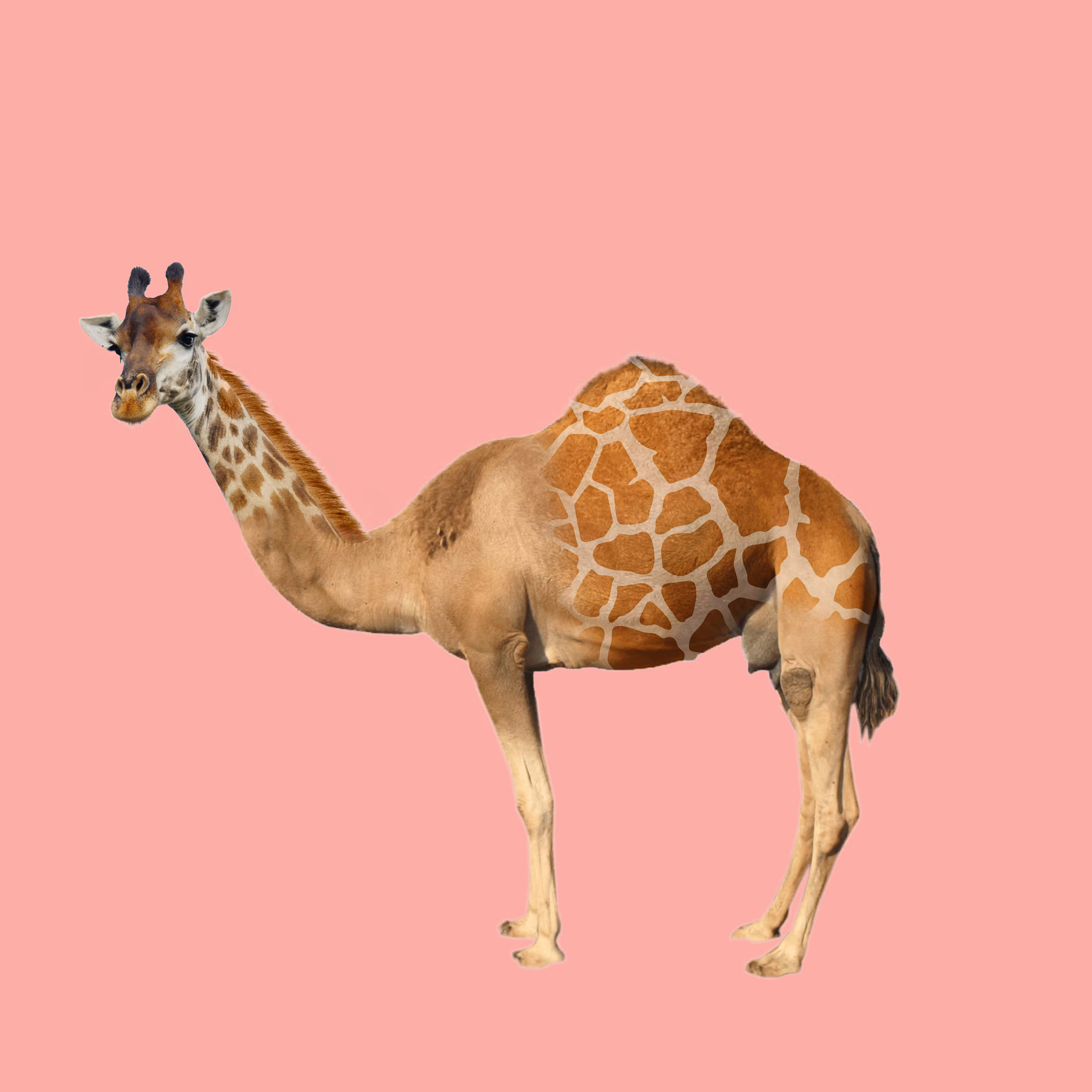 Cameffe