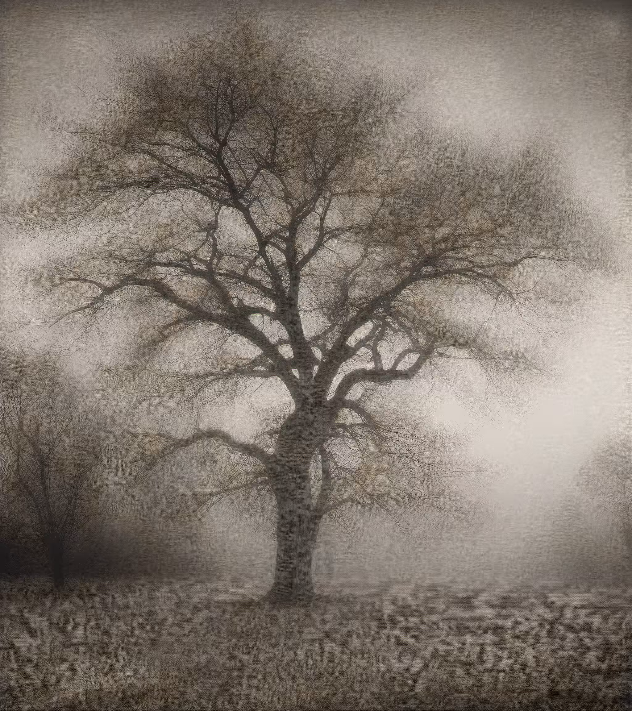 Tree Studies #35