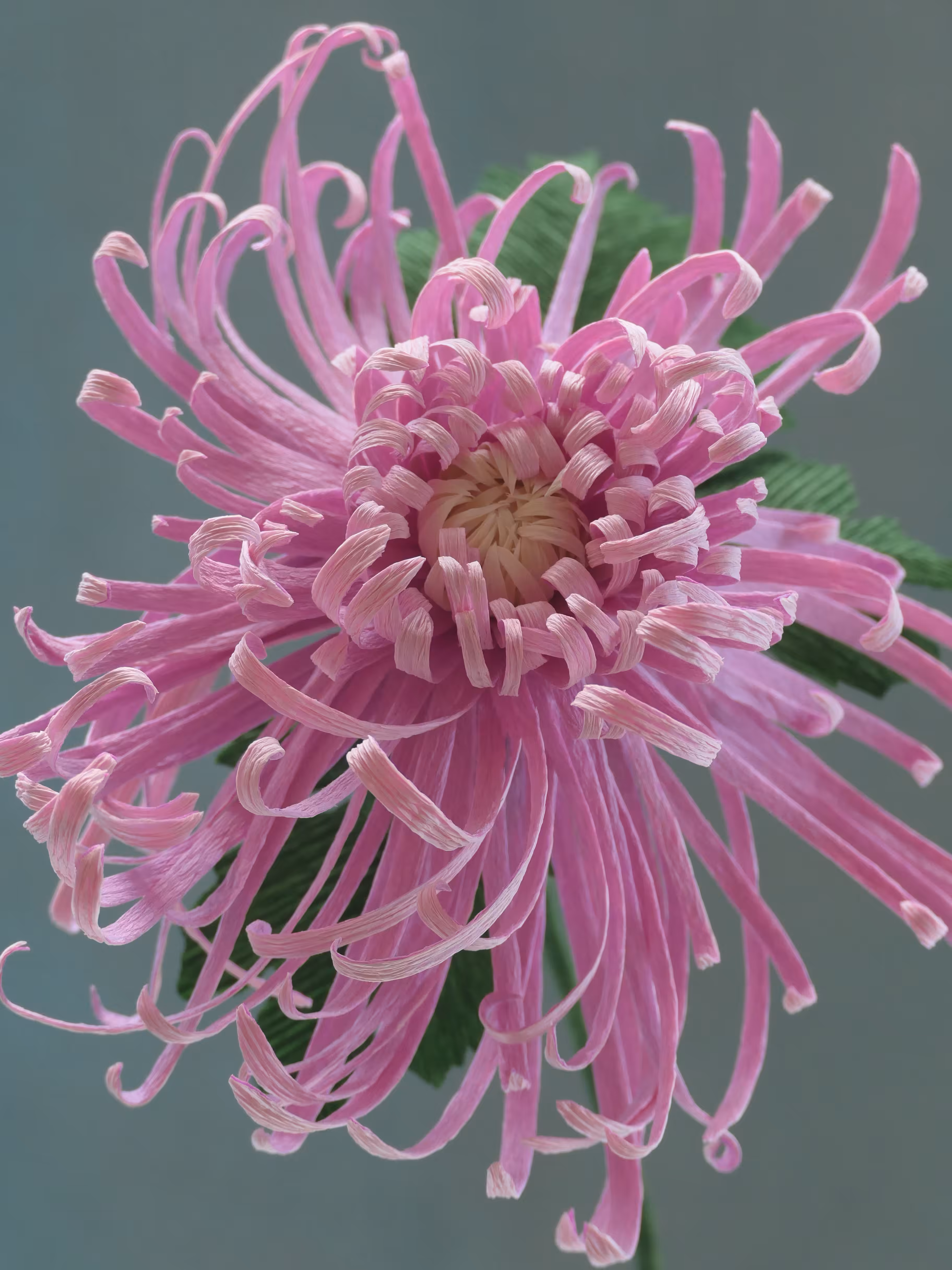 Fleur d'Artifice (Chrysanthemum)