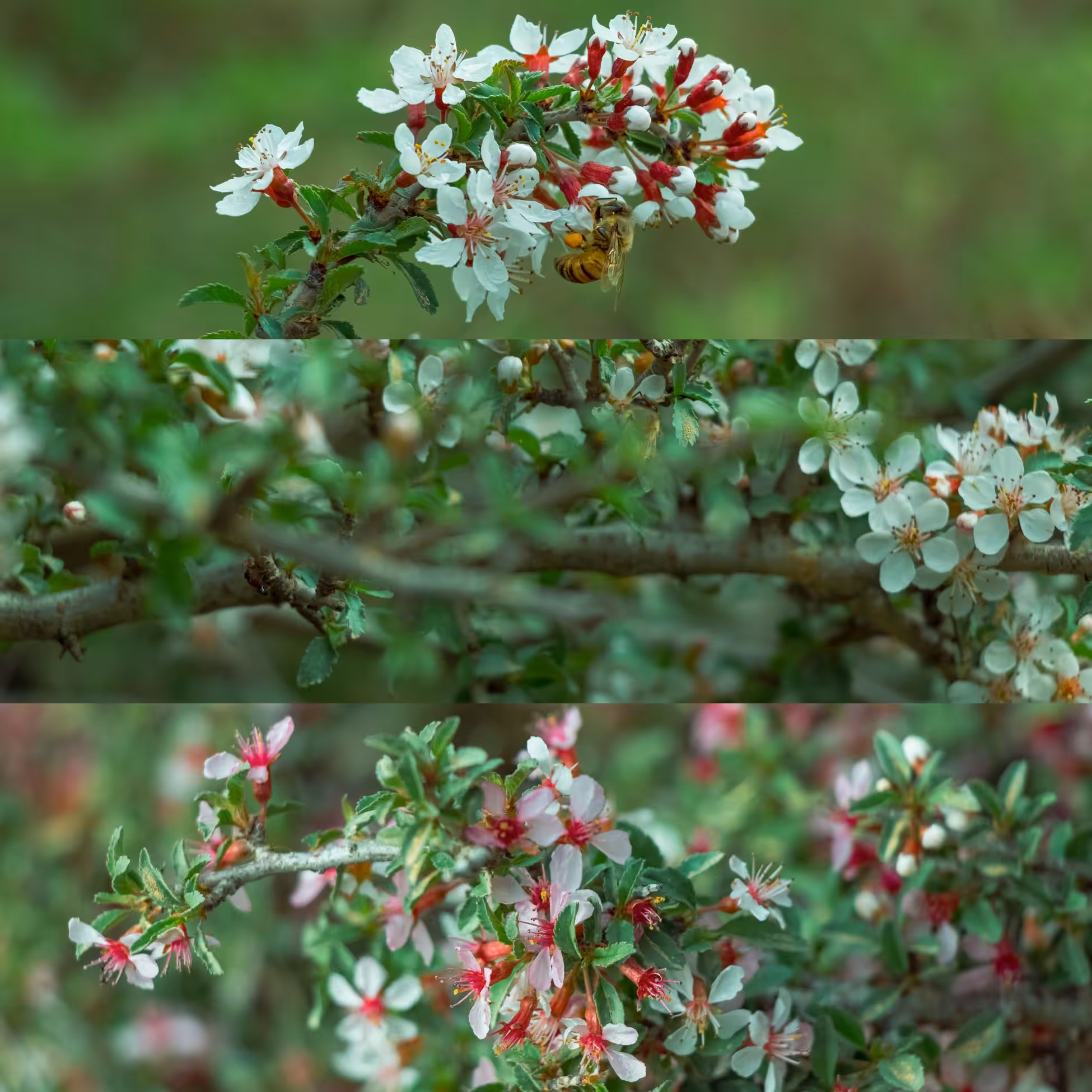 Photography: Spring