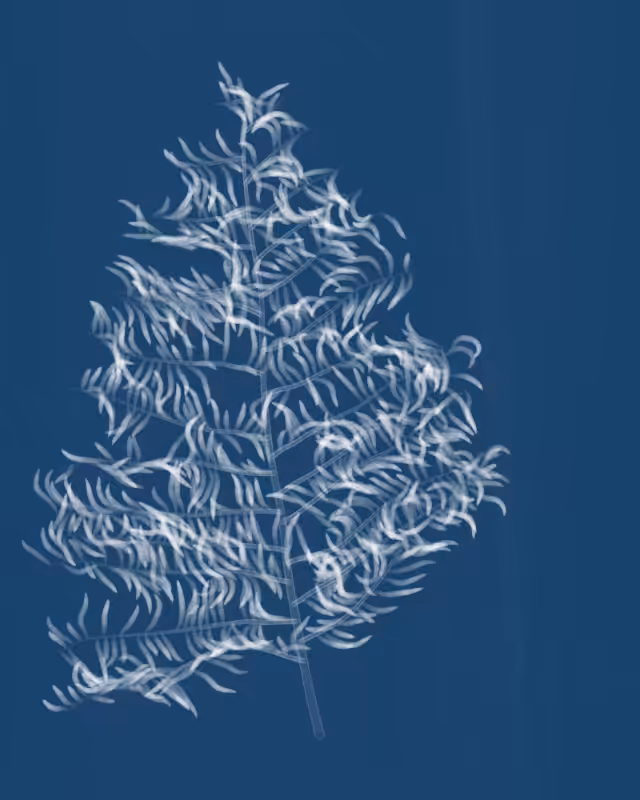 Cyanotypes #61