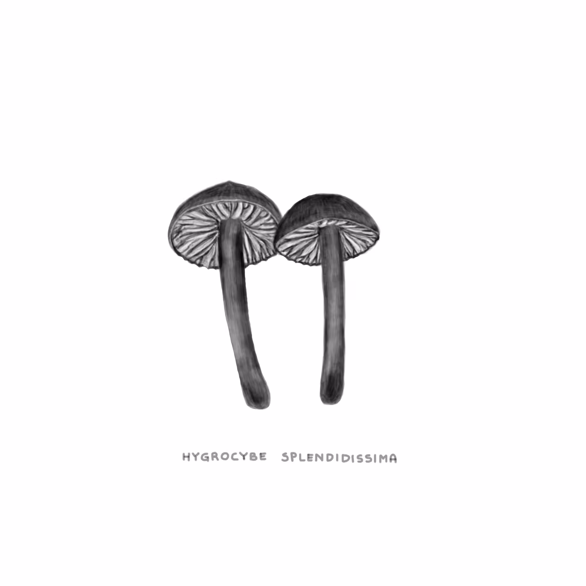#25 BUDDY - Hygrocybe Splendidissima