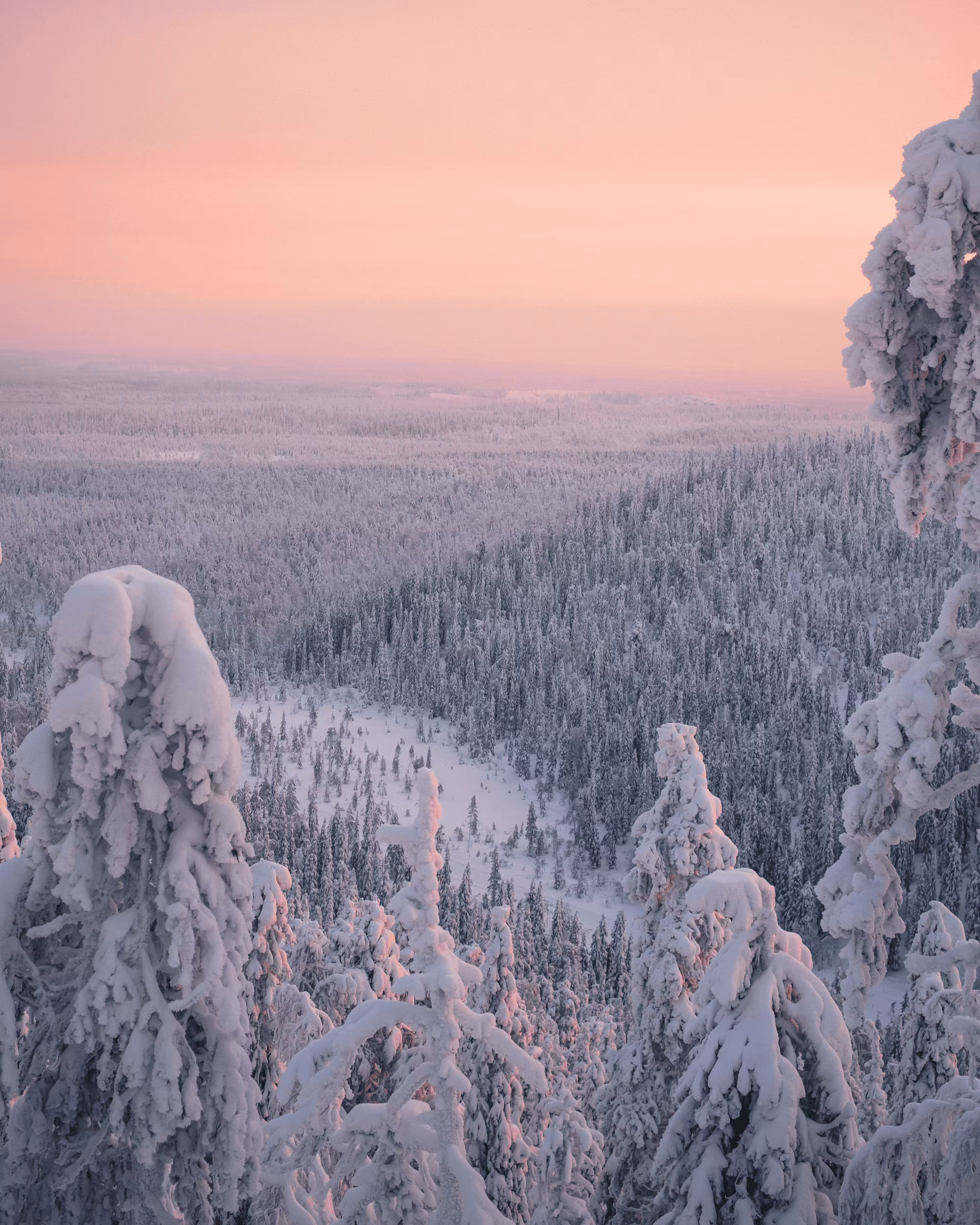 Morning Light