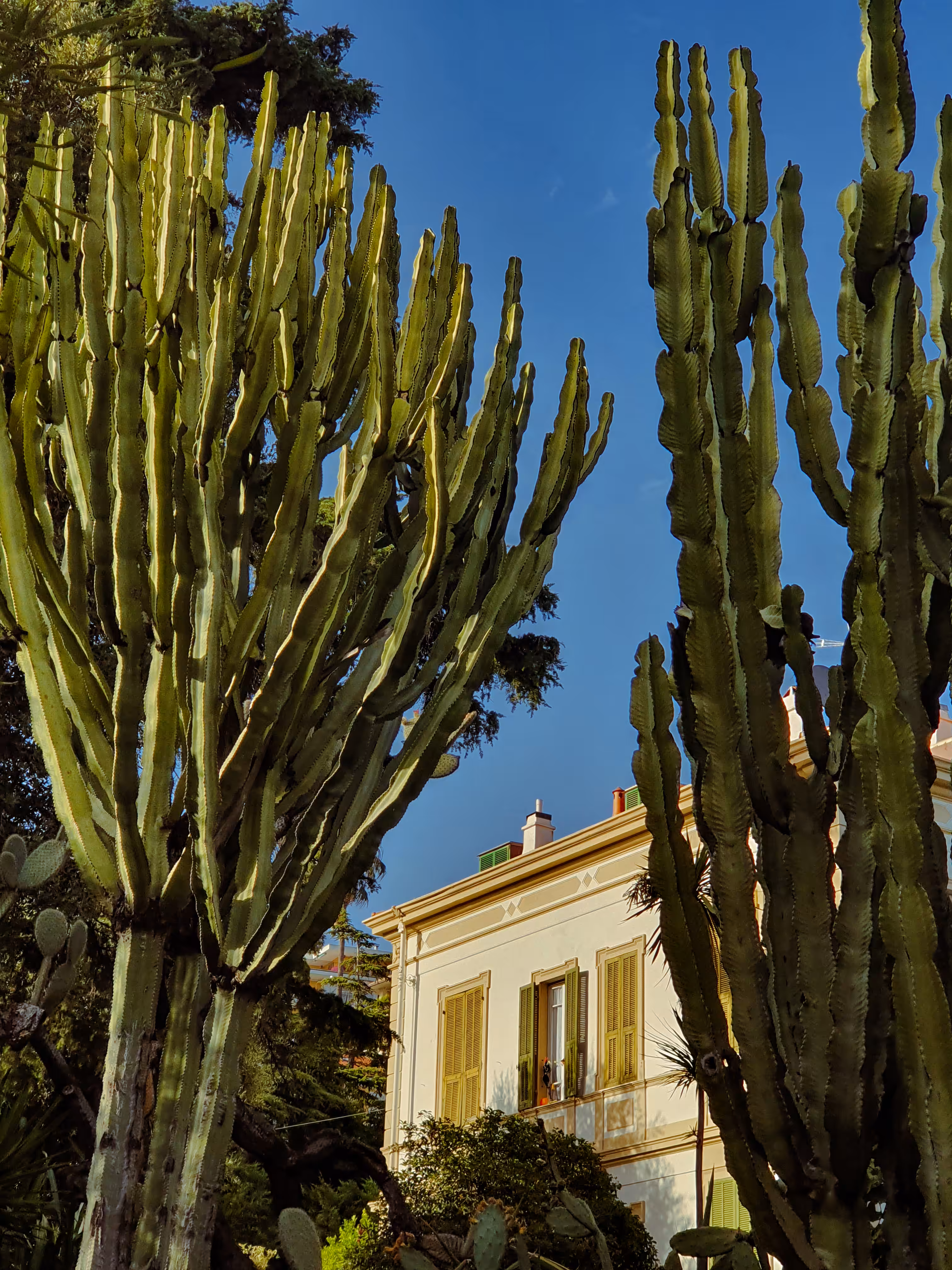 Cacti Paradise