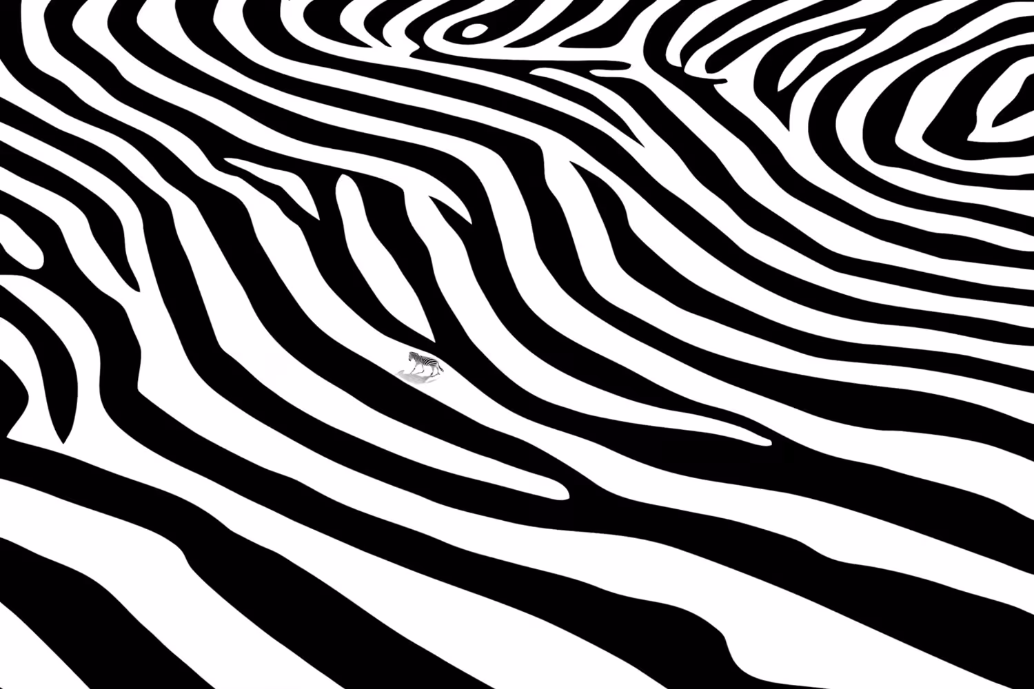 Winter Zebra