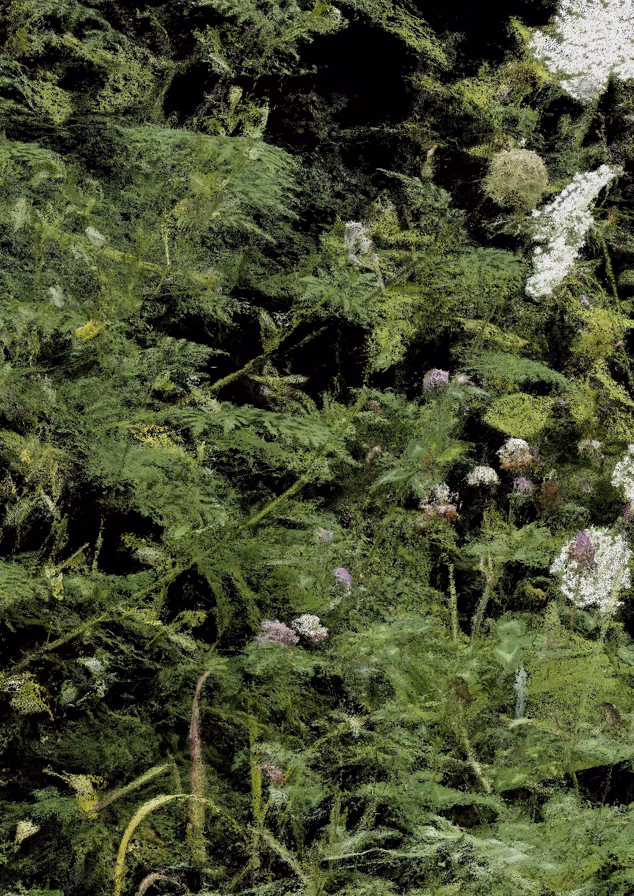 Overgrowth 0266