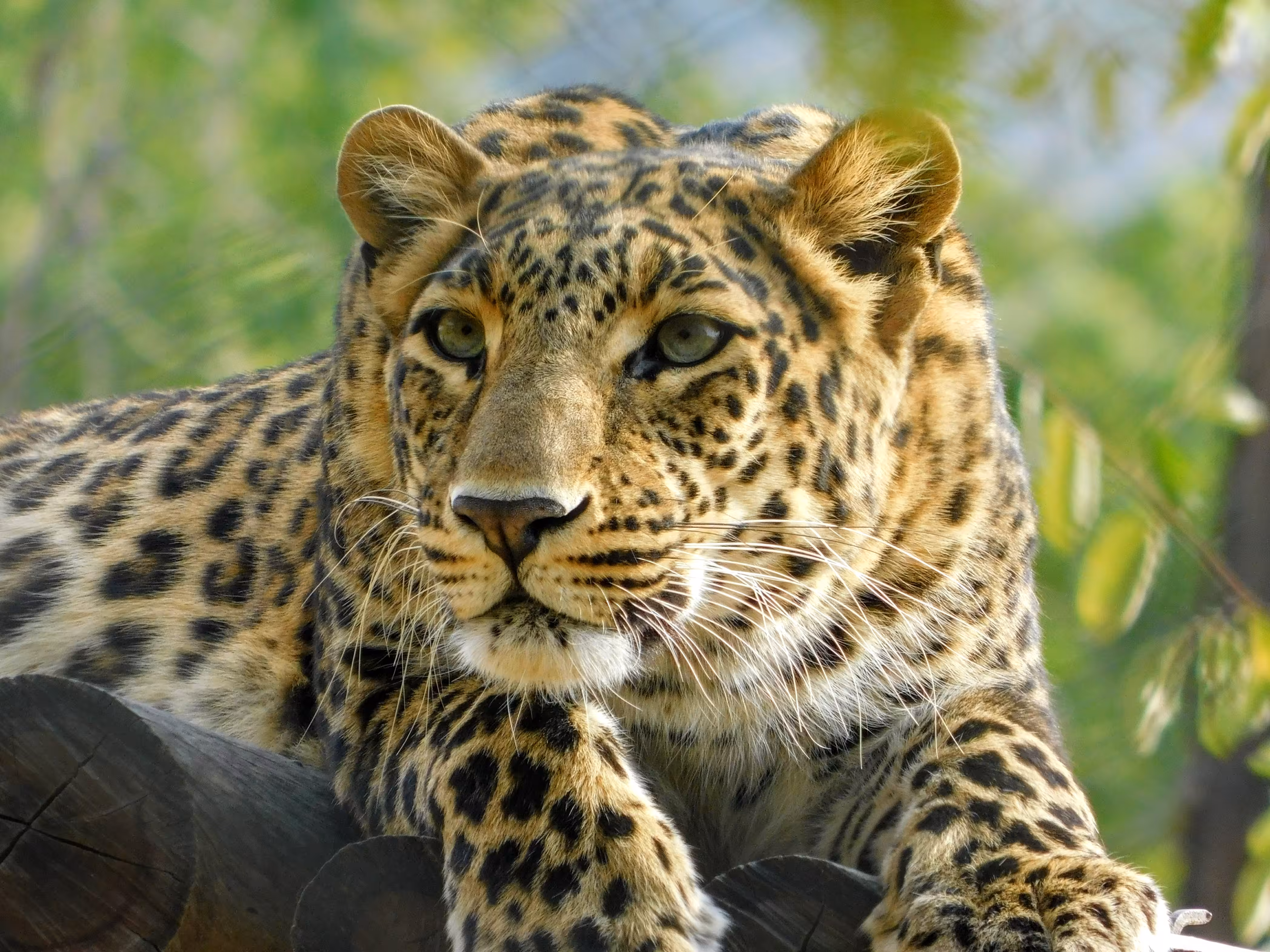 Chilling Leopard