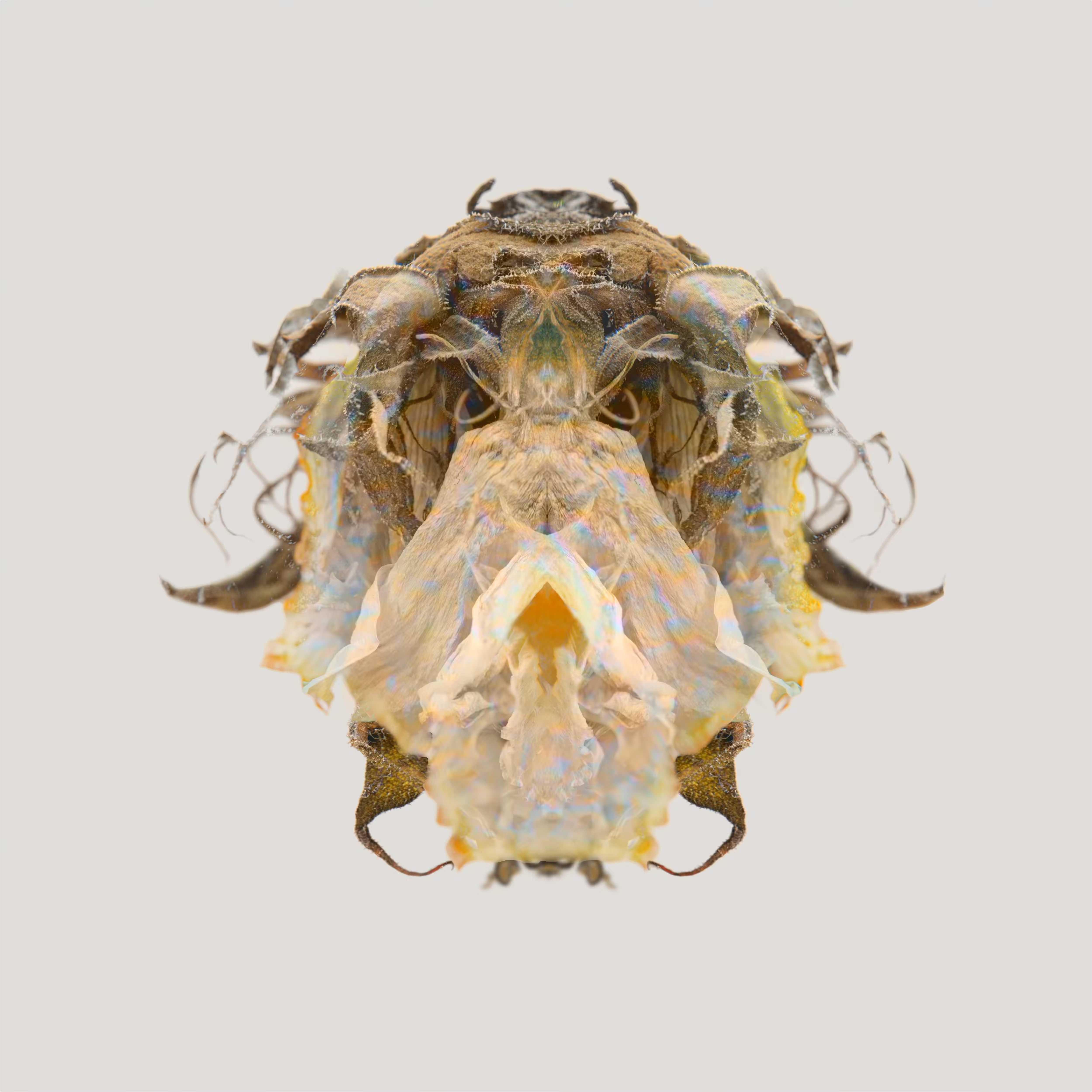 Specimens : Expedition 26 : ENT 2412