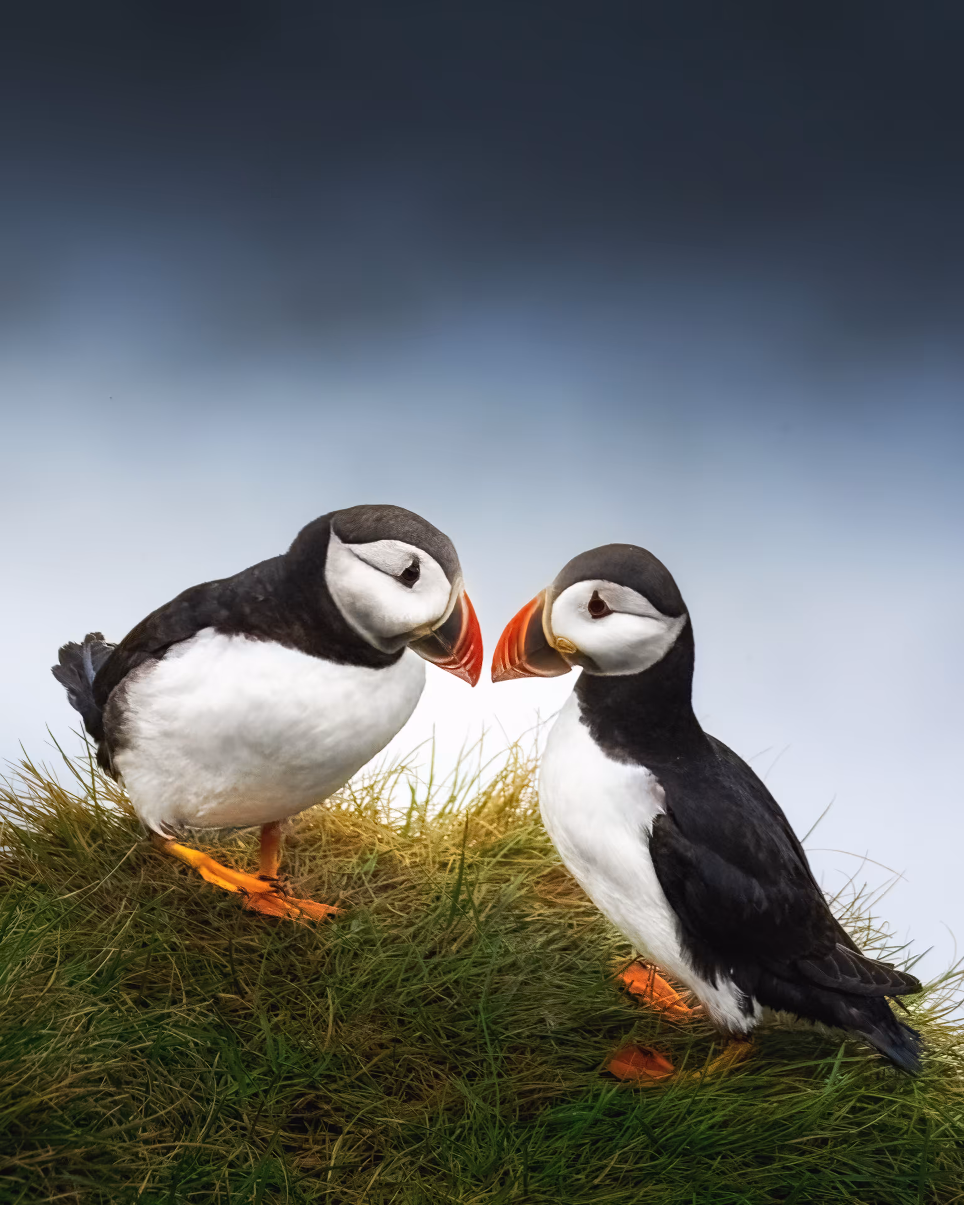 Puffins