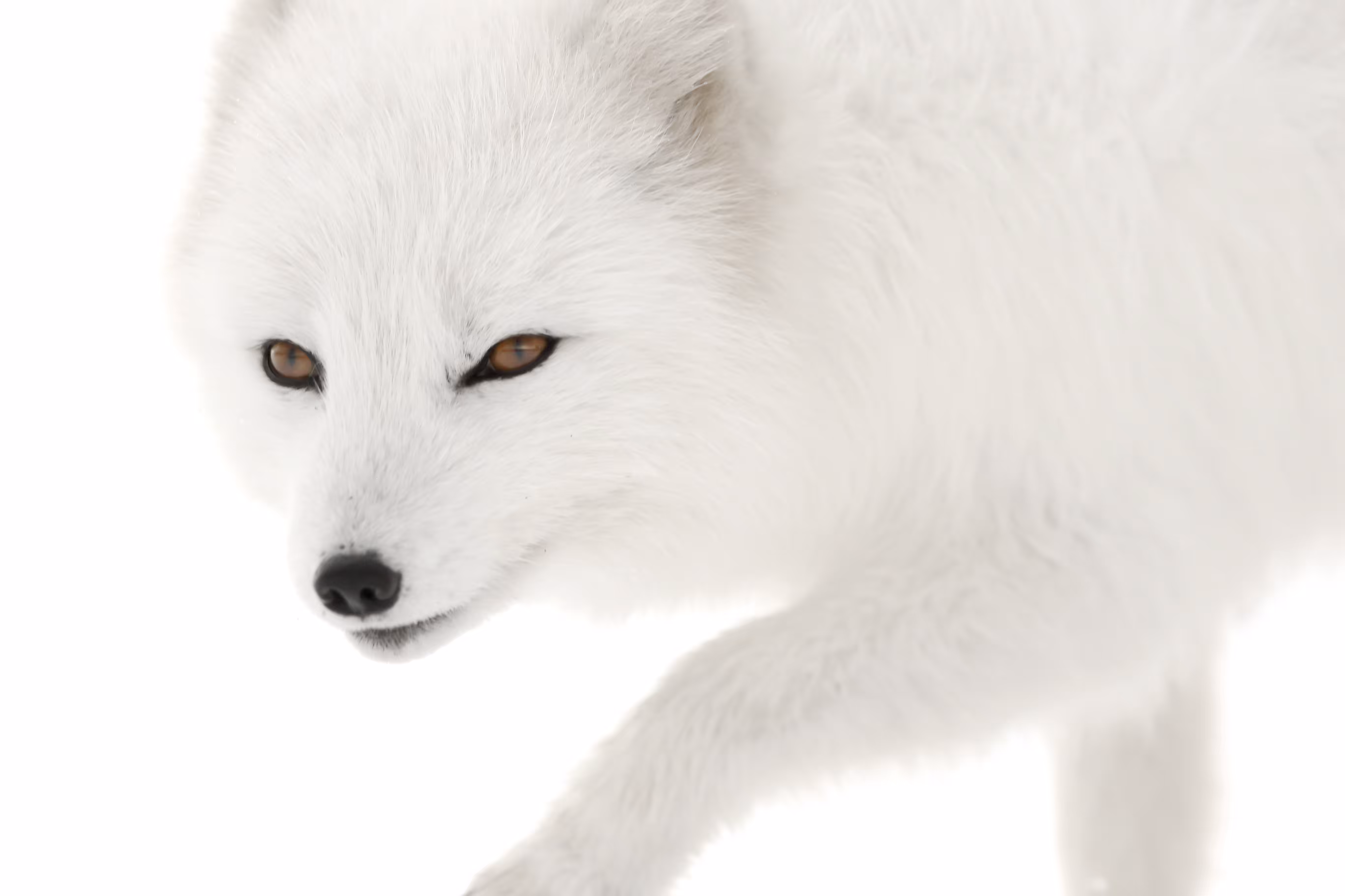 Melrakki Rare #1 - White on white