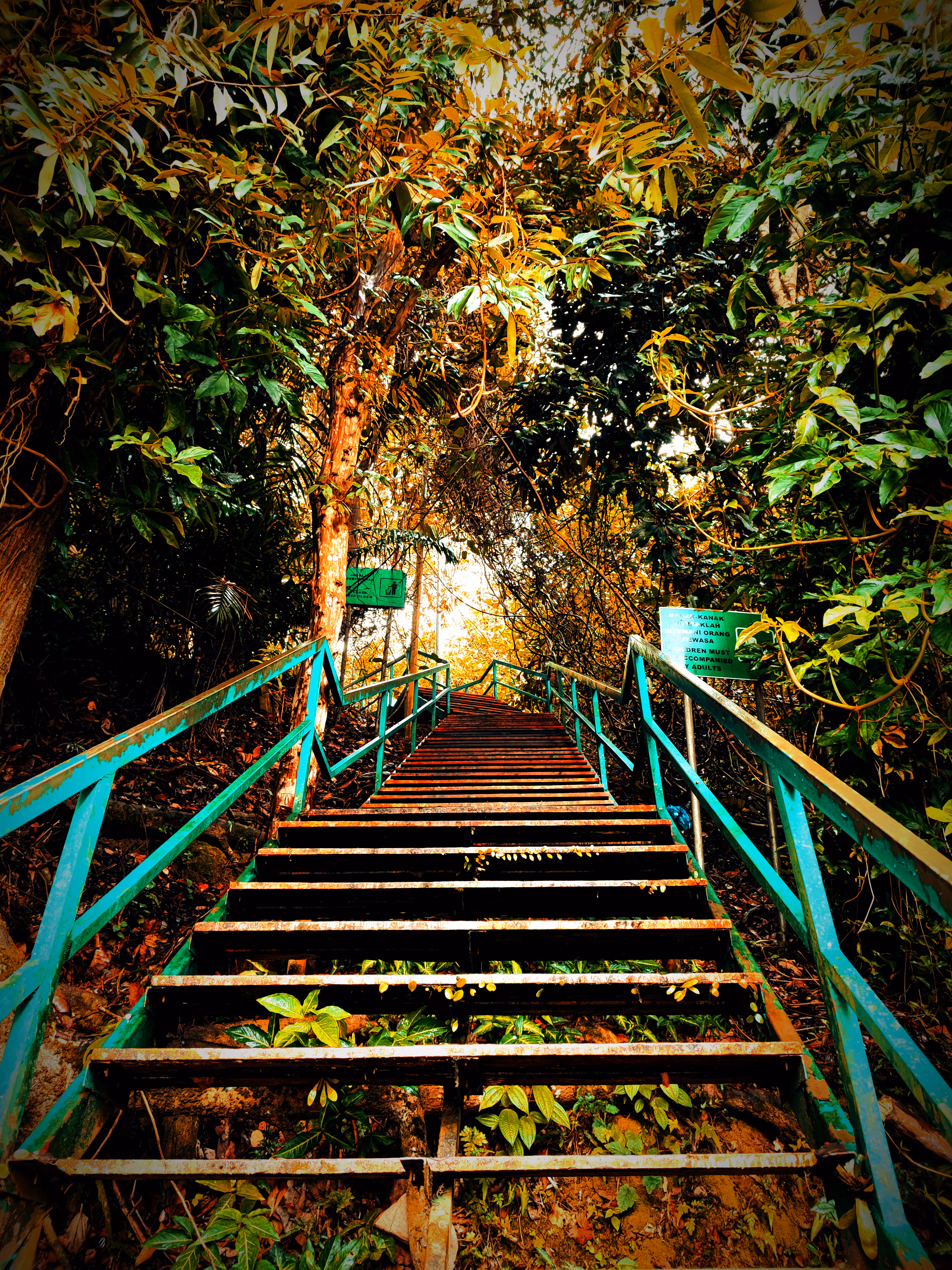 Jungle Steps