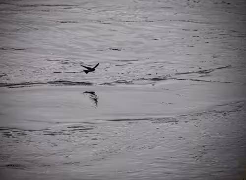 Bird on the Mississippi River 