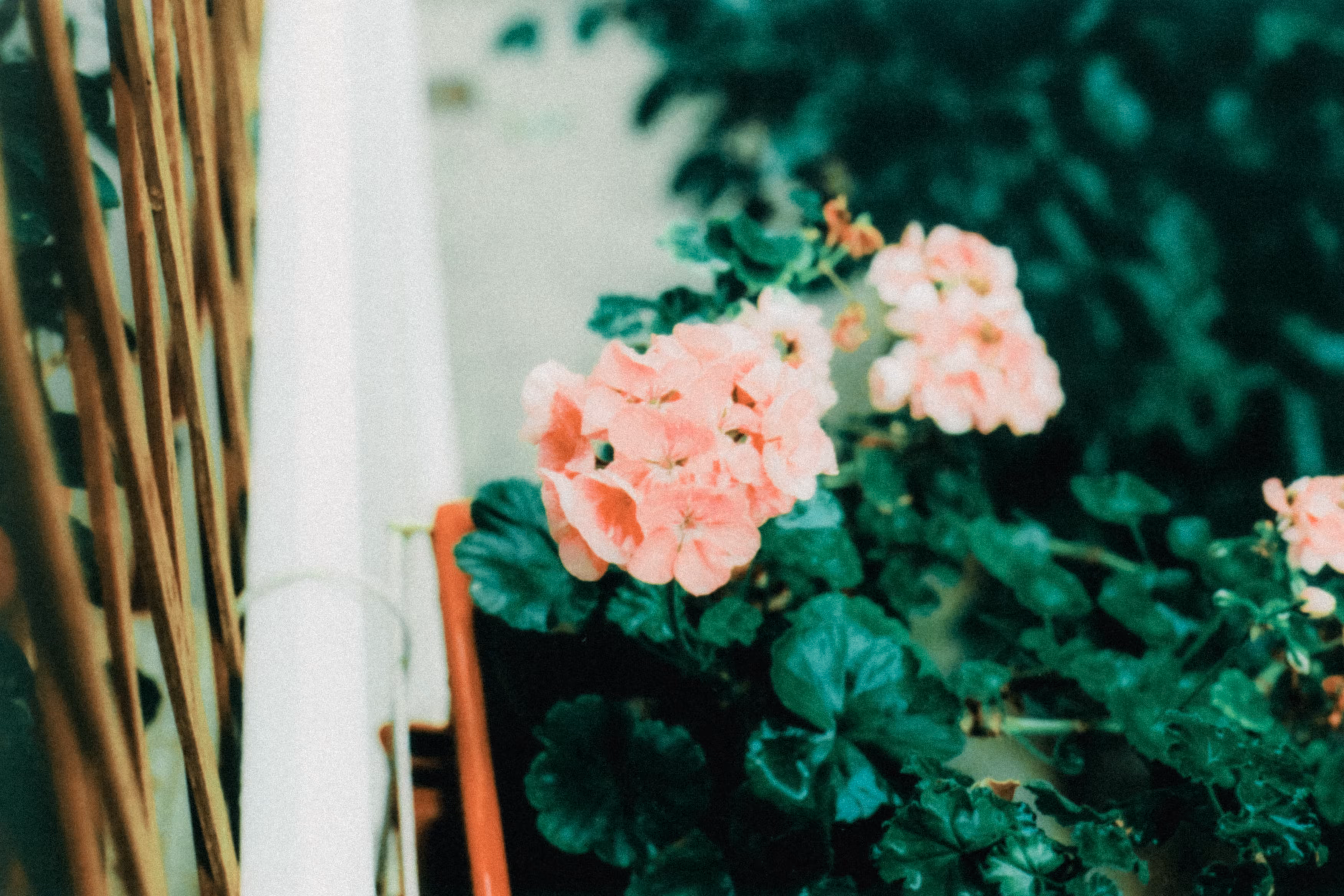 Inevitable Frames: Garden's Blossoms