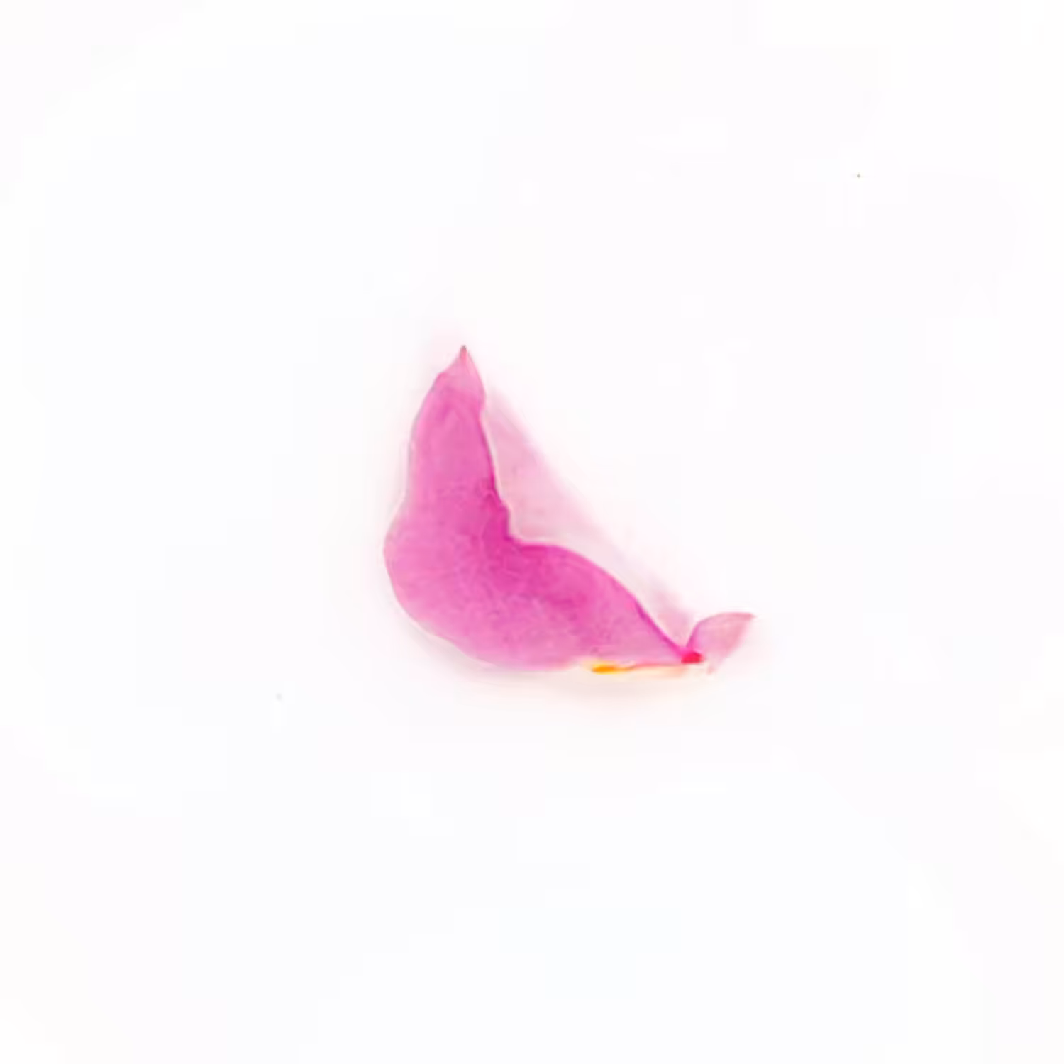 Infinite Petals 1x1#4