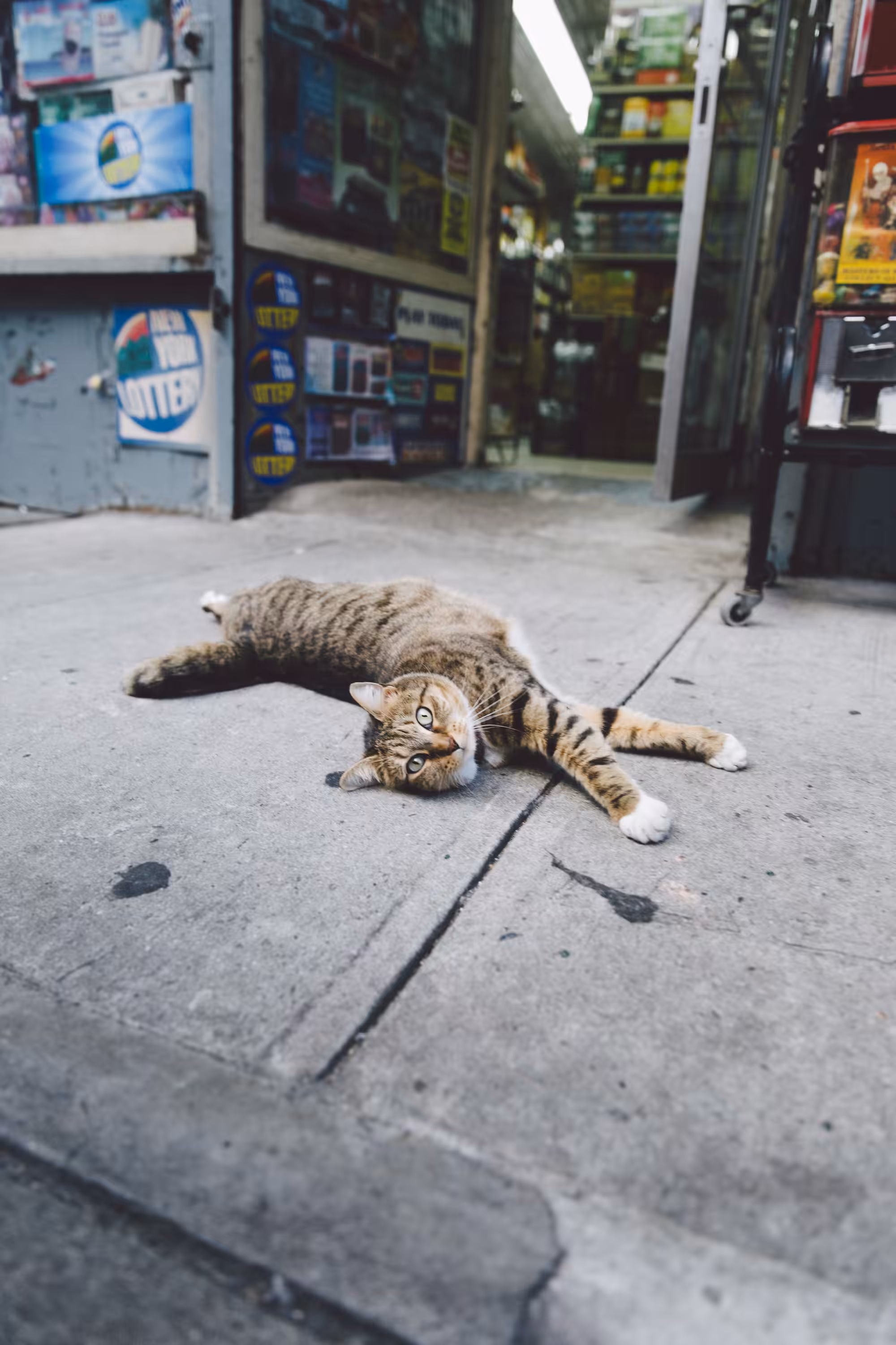 Bodega Cat