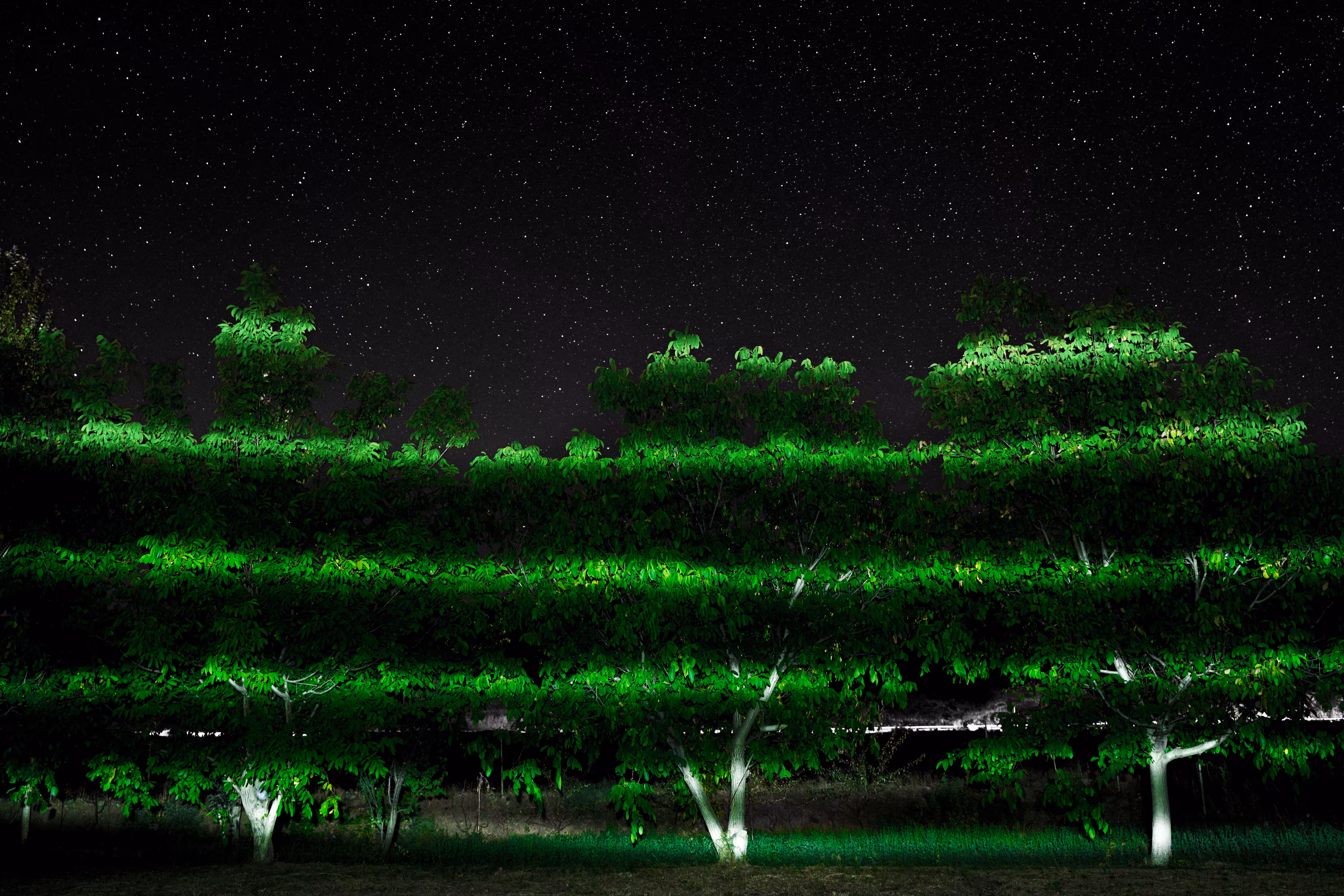 Green trees