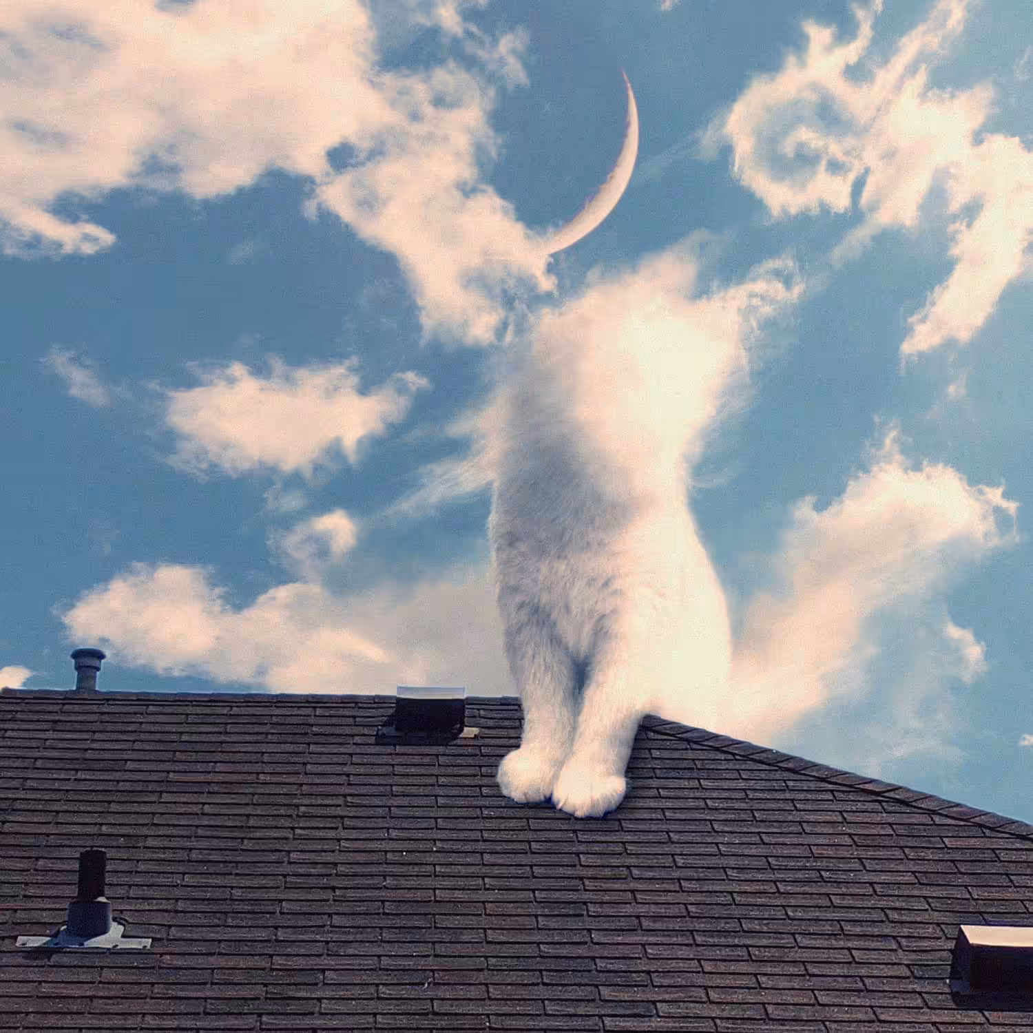 Whispers, the Cat