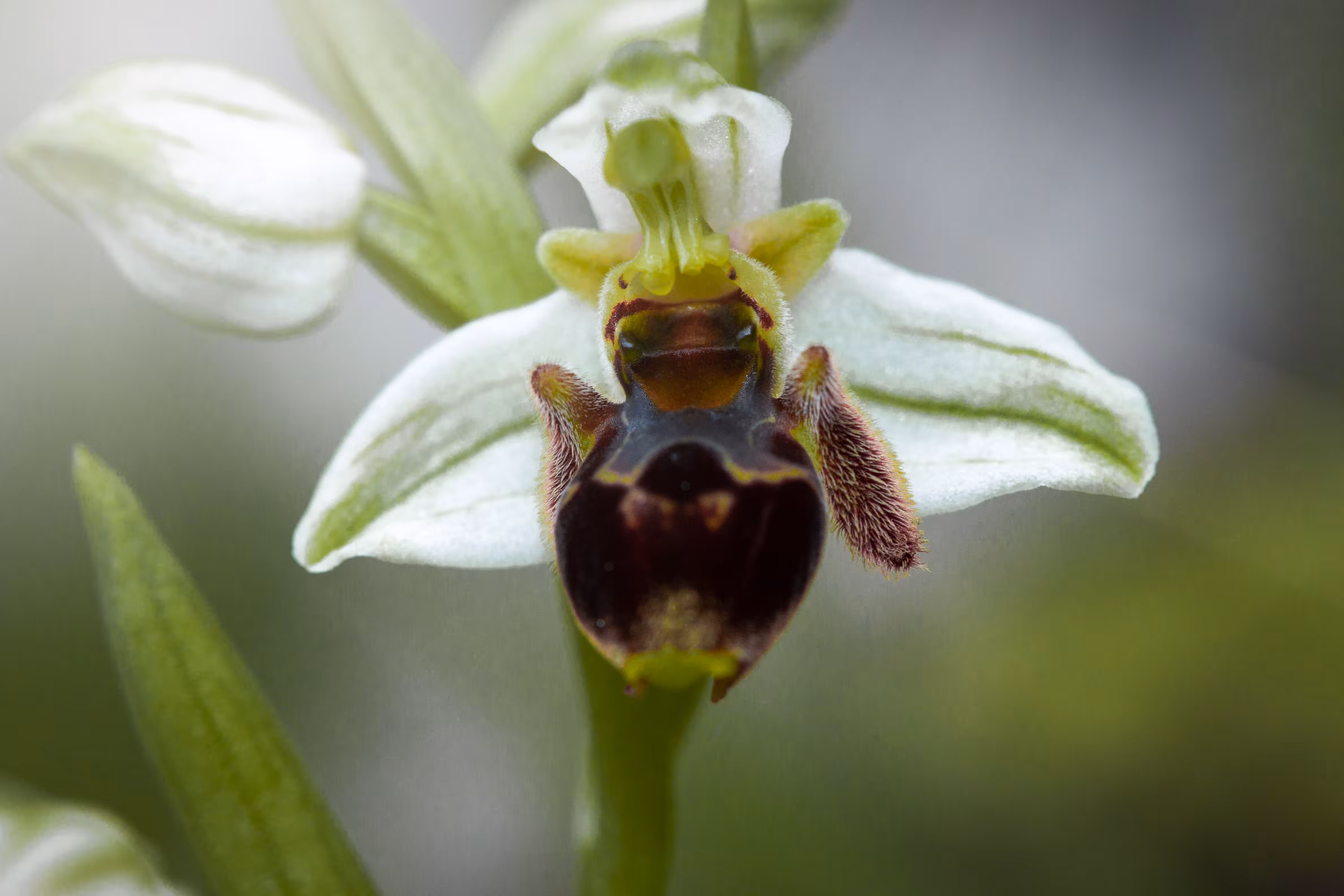 Happy Bee Orchid 