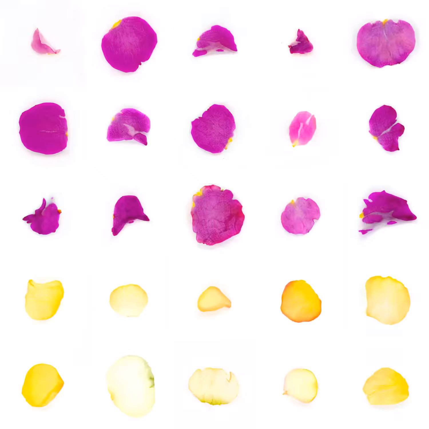 Infinite Petals 5x5#20846
