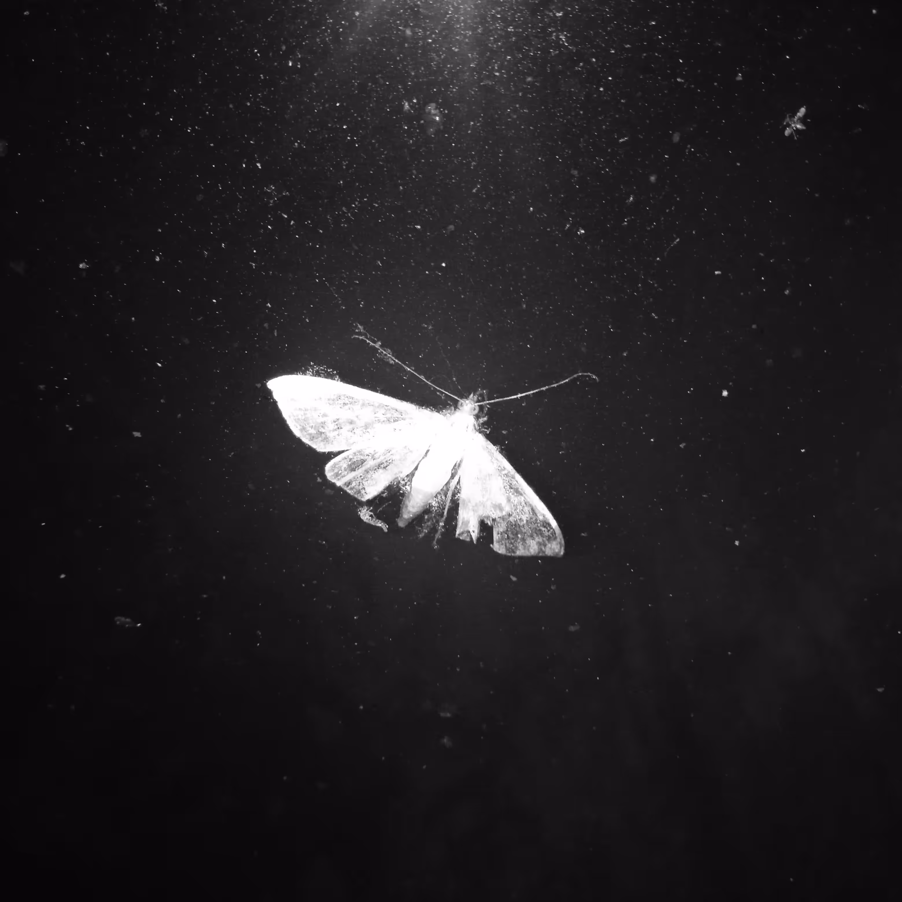 The illusion of flight