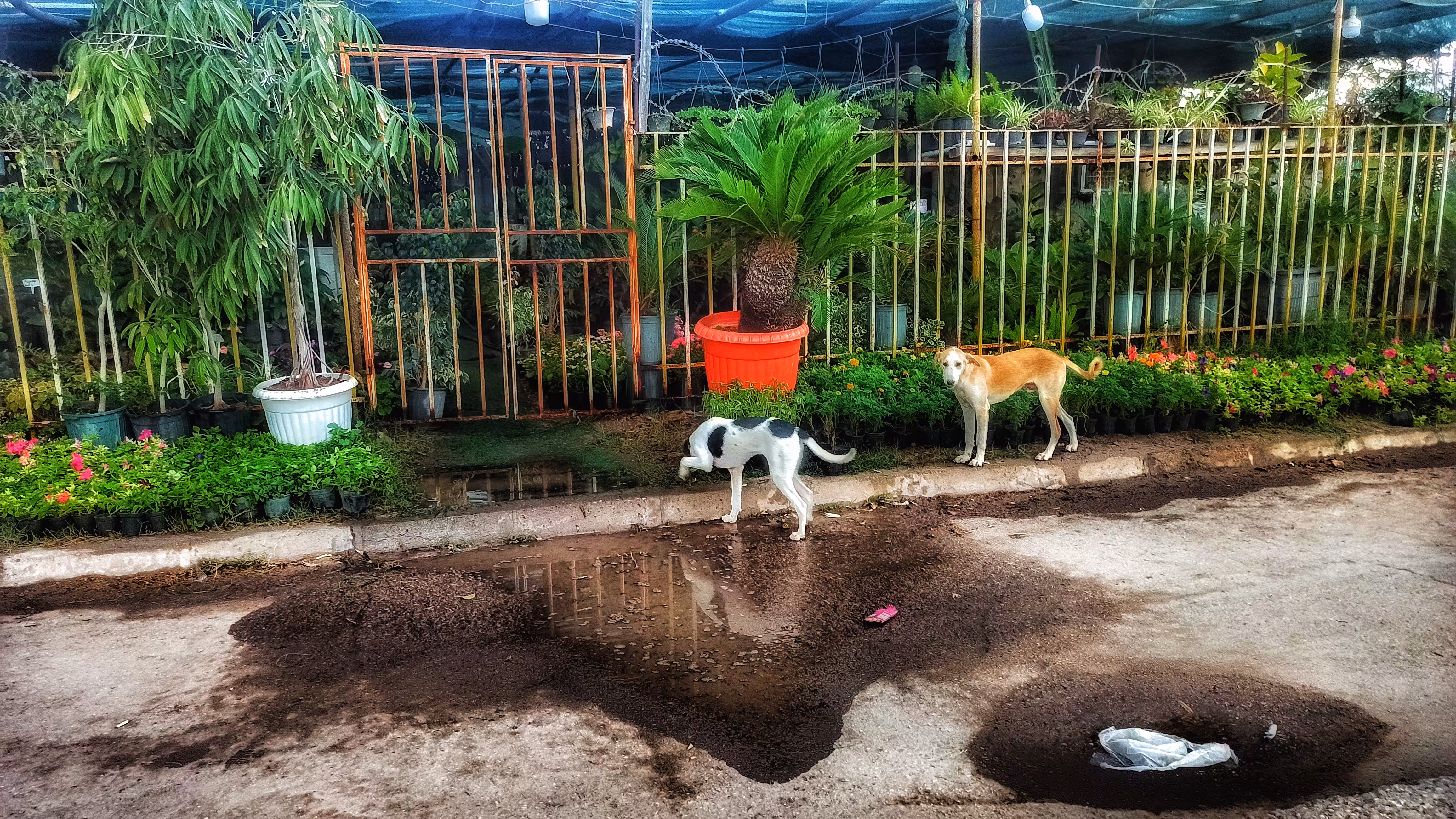 Daily  photography: Street dogs