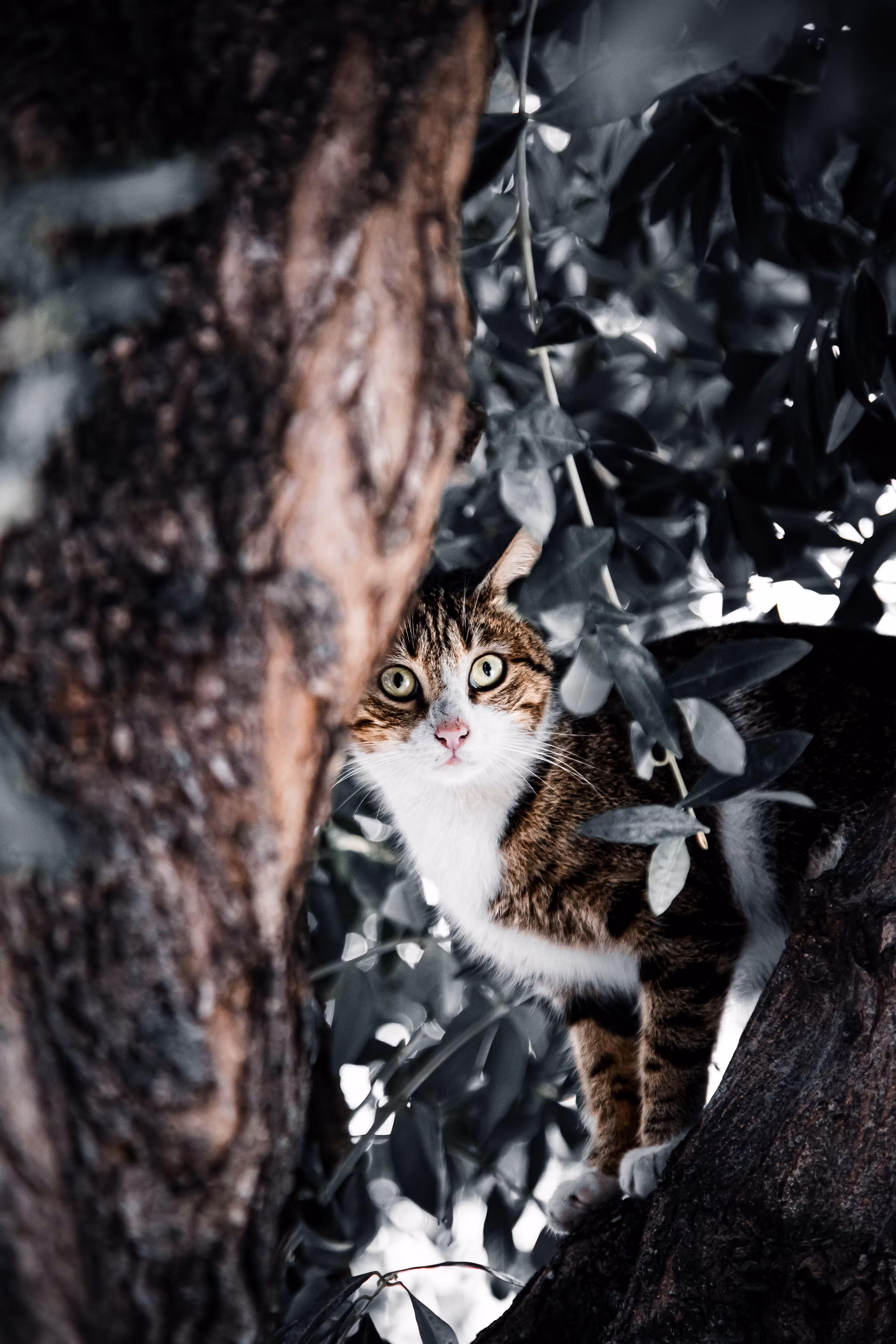 LoneCat #13 Ygritte