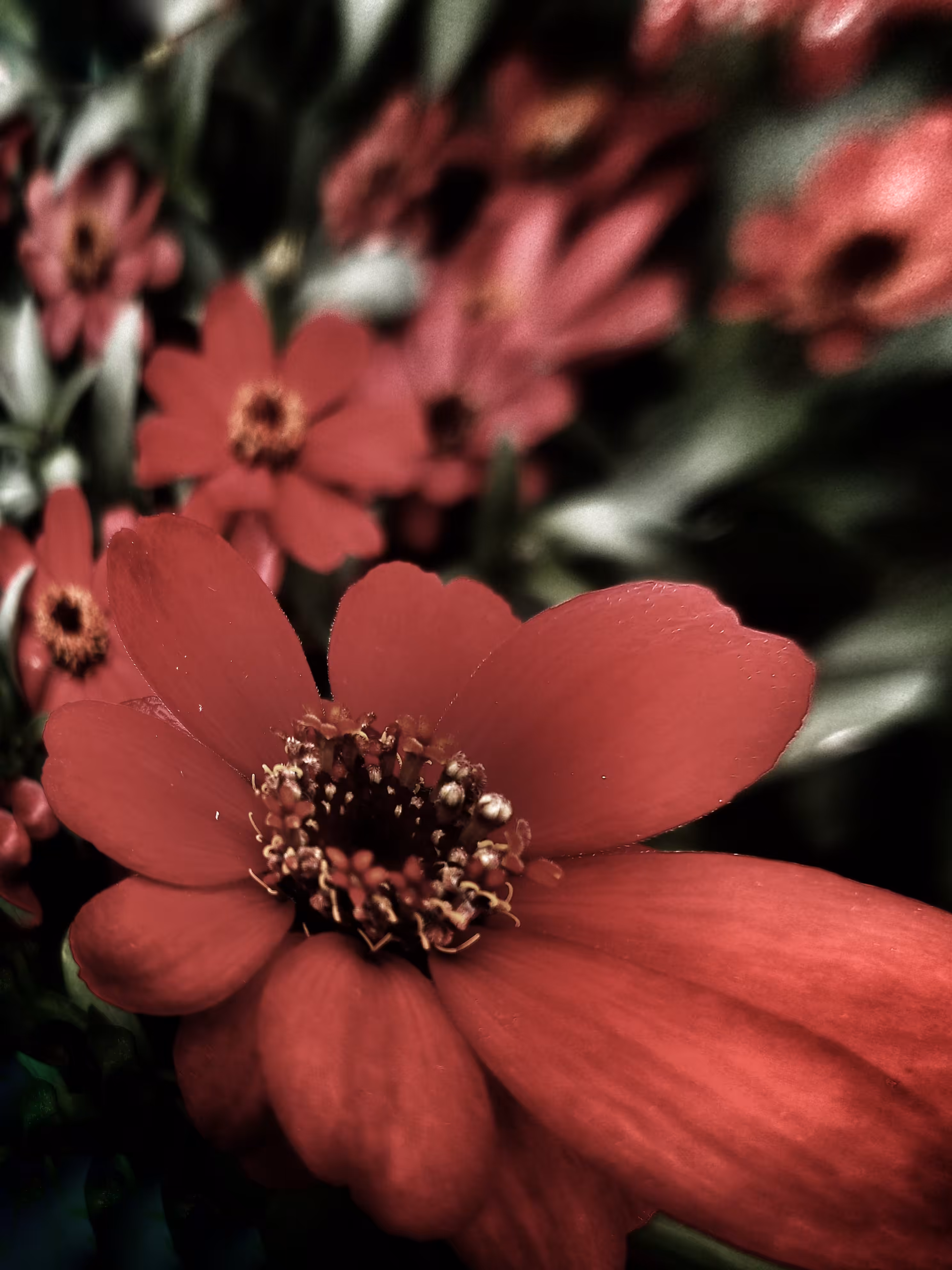 warped flower