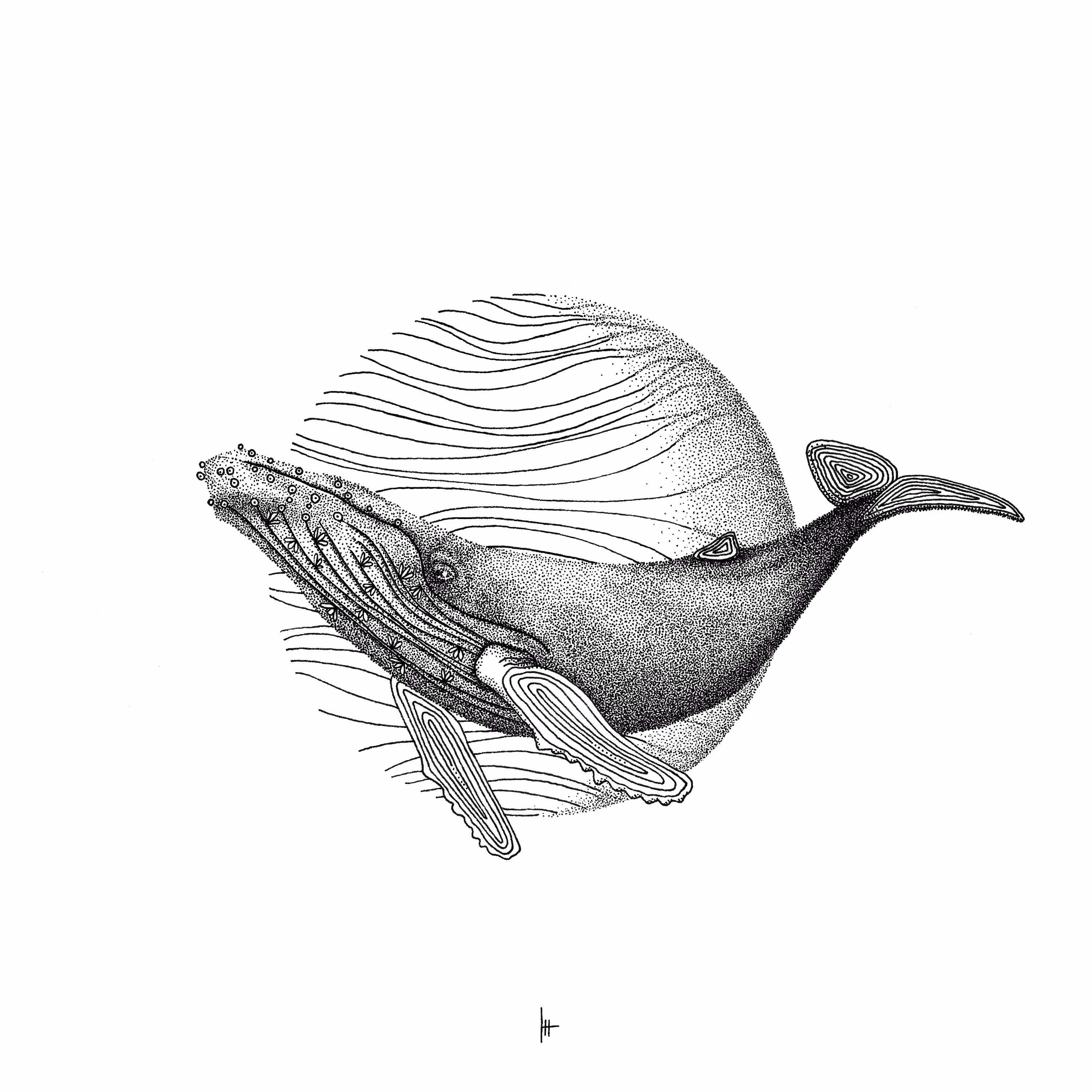 Whale