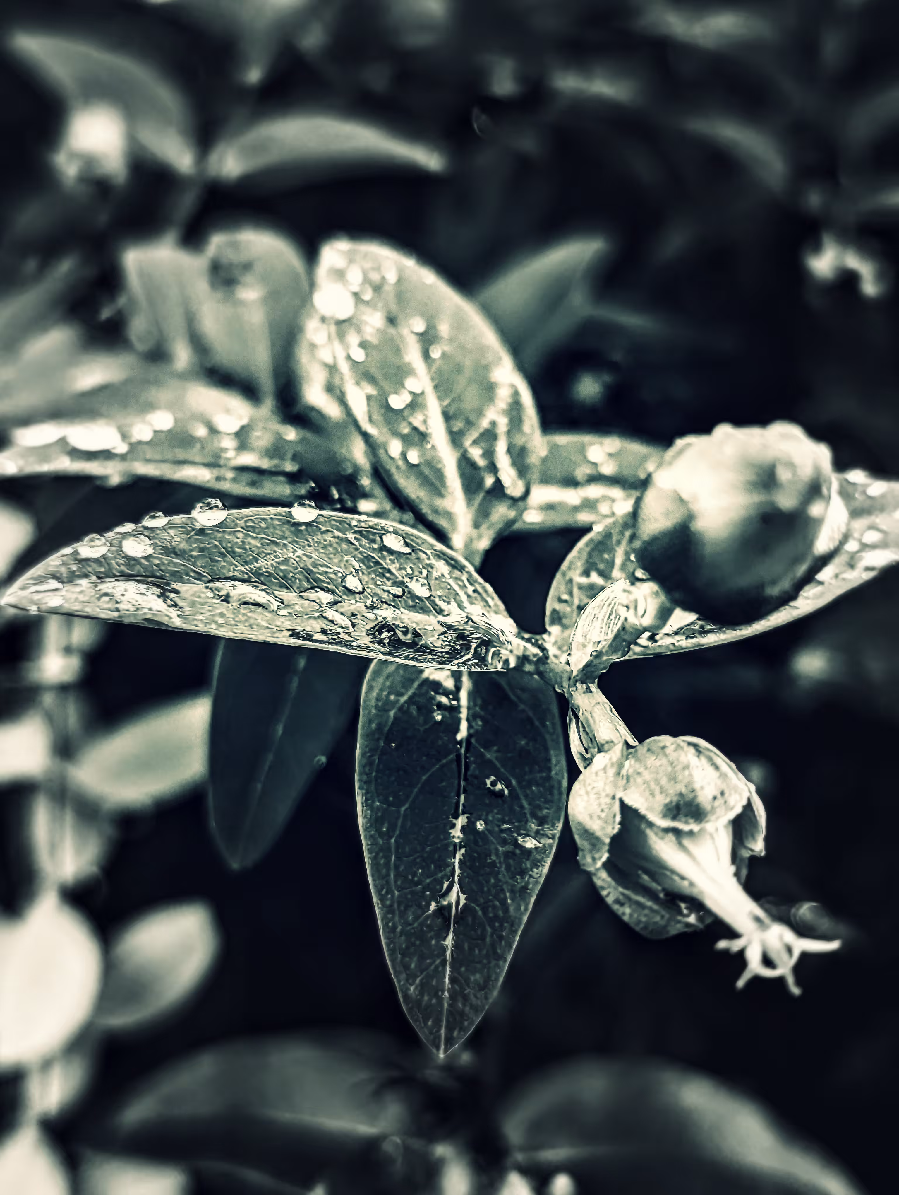 After rain