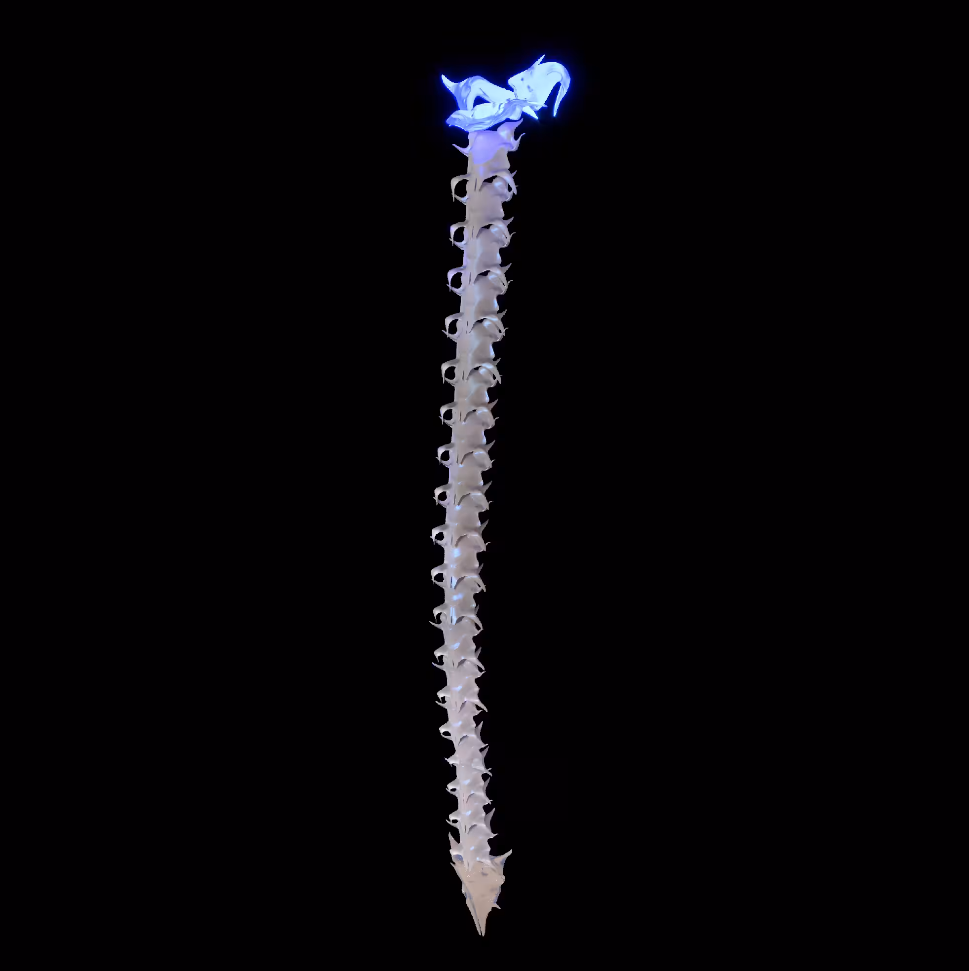 PLEXIDRA