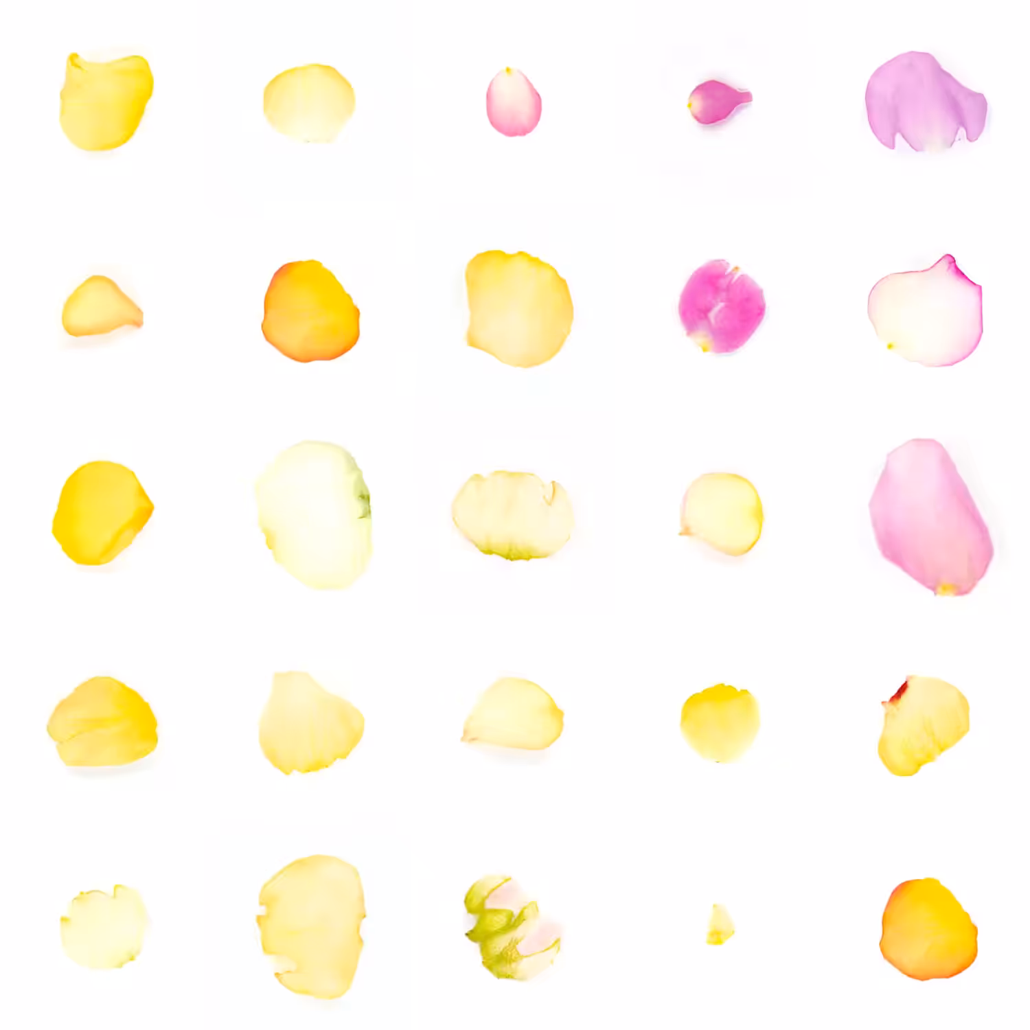 Infinite Petals 5x5#267