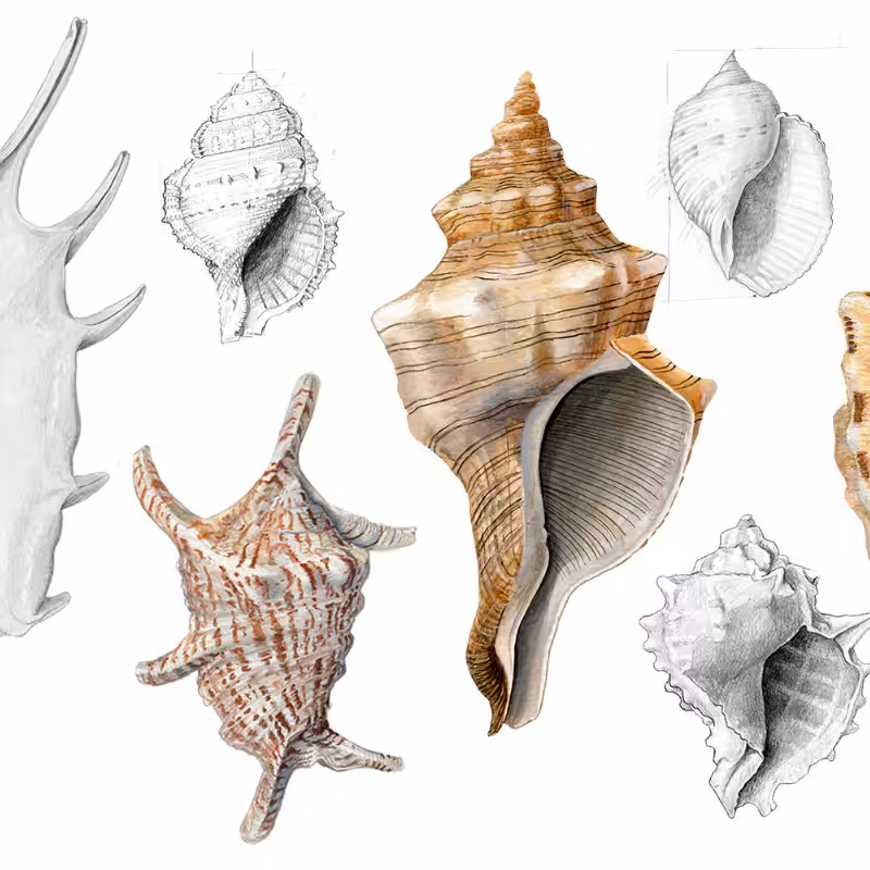 Malacology #2