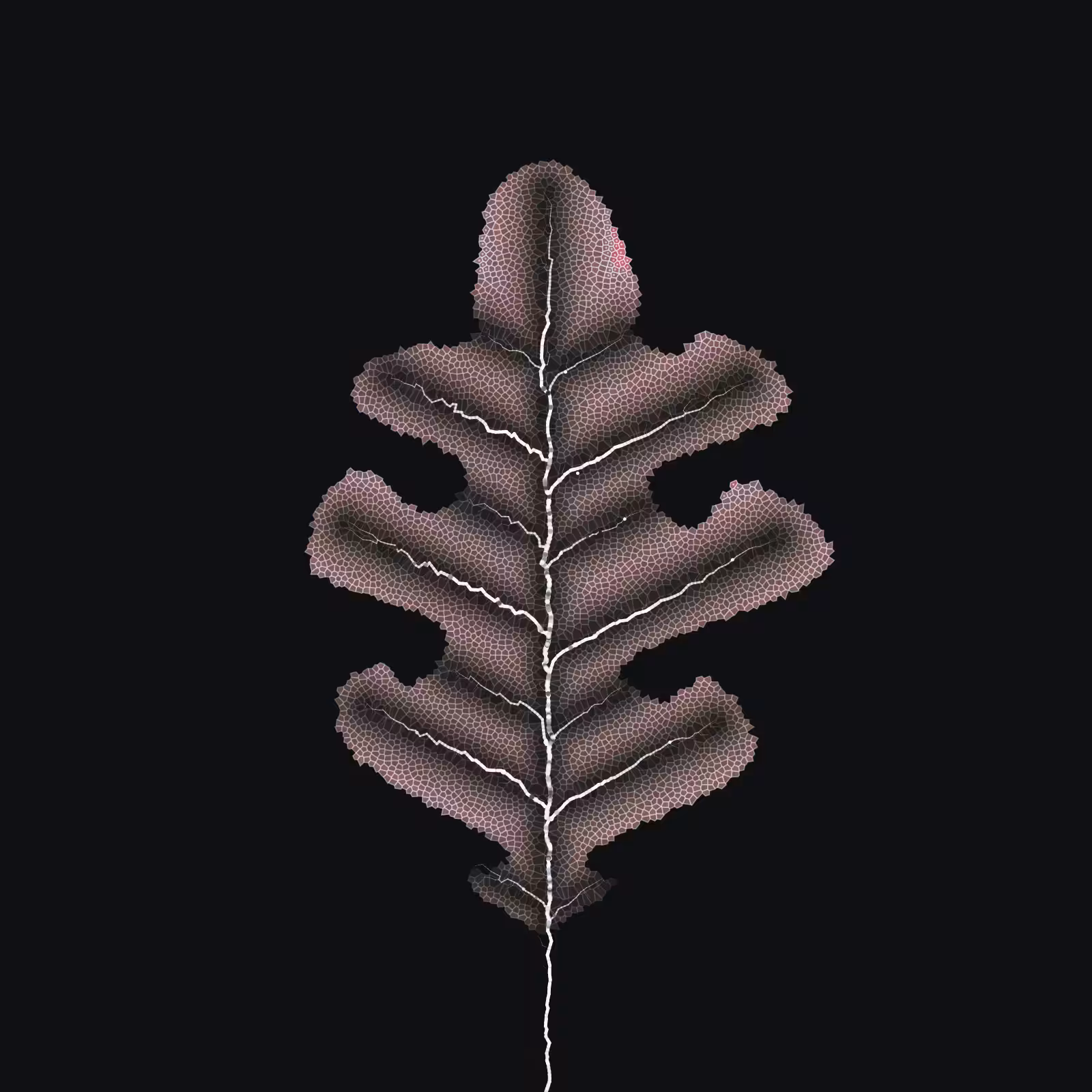 Leaf study #2