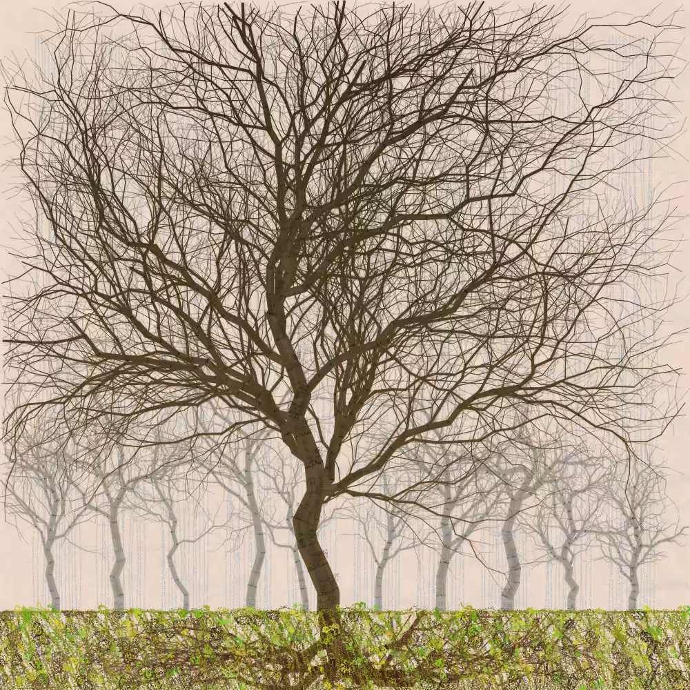 Orchard #200