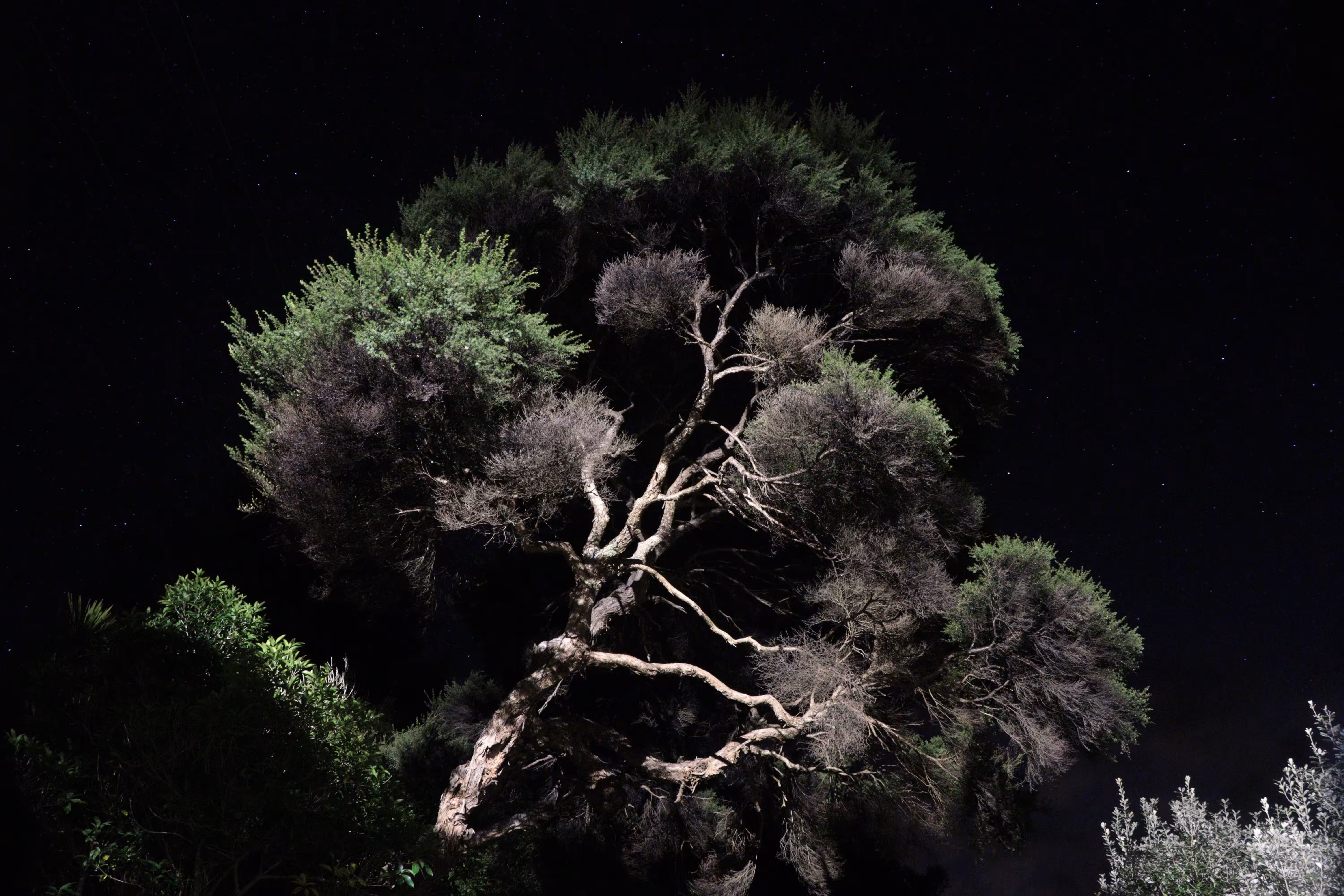 a fickle light #14