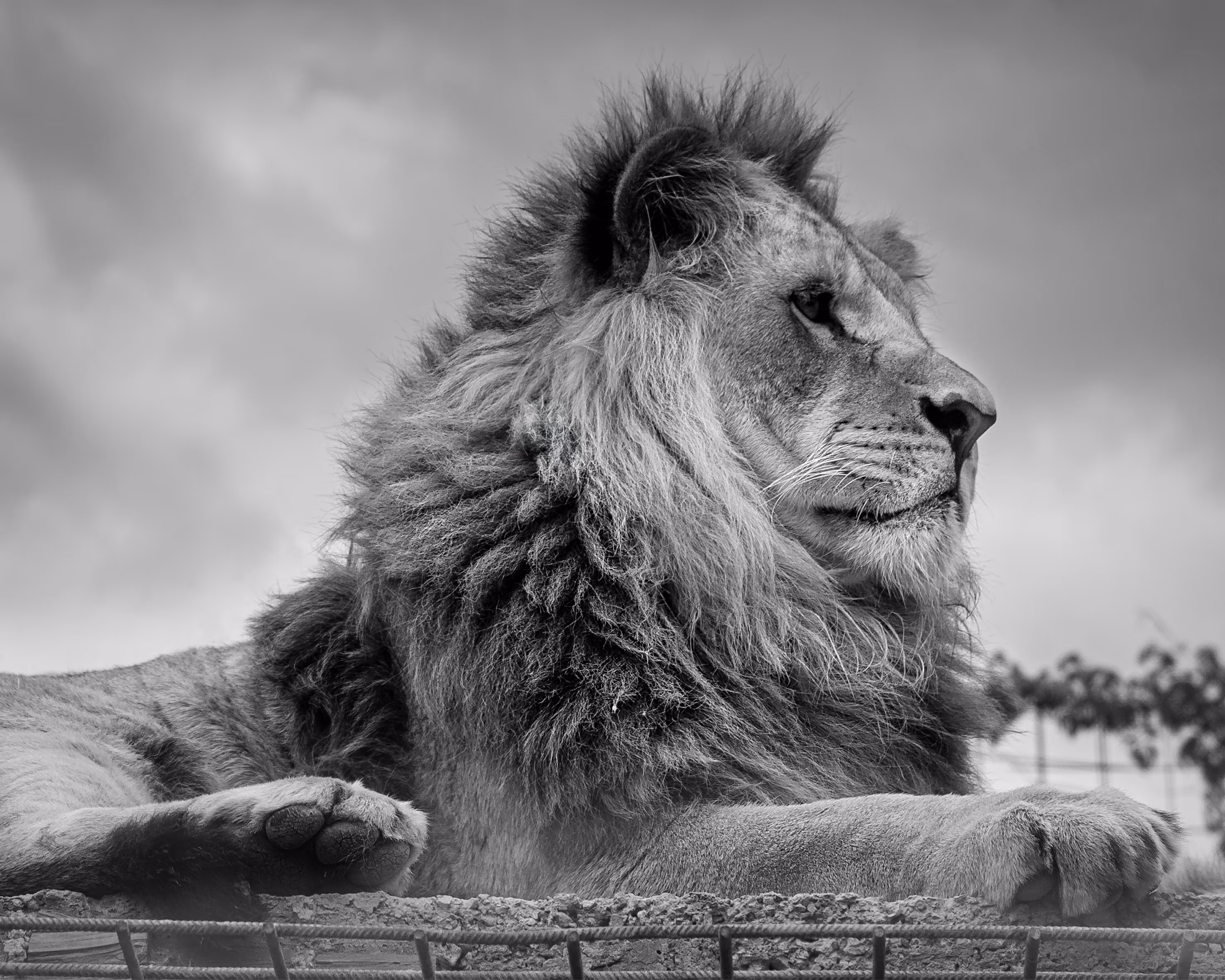 Lion X Jure Kralj