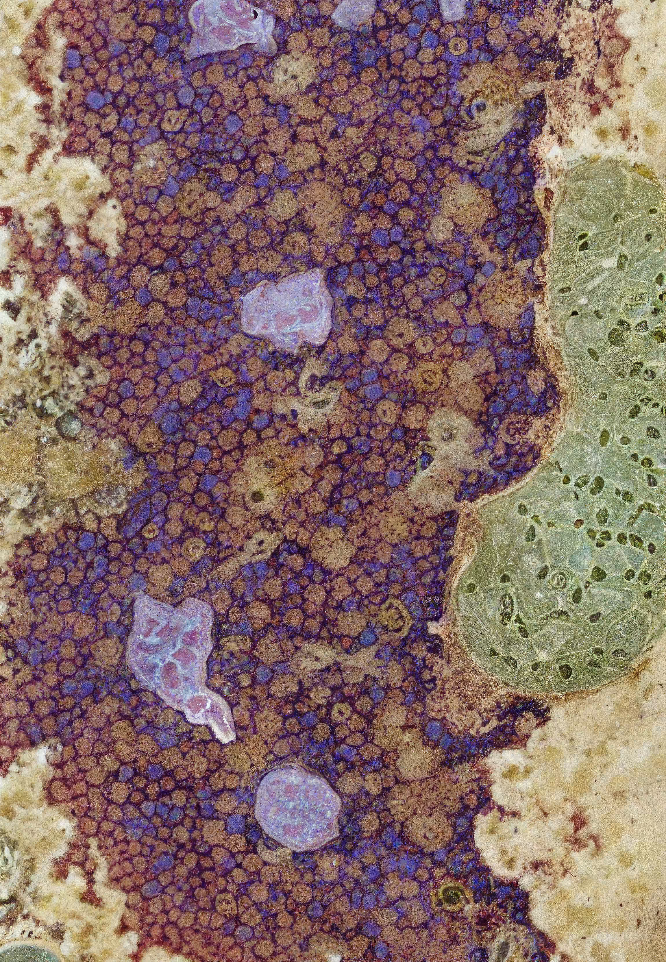 Histologia In Silico #236