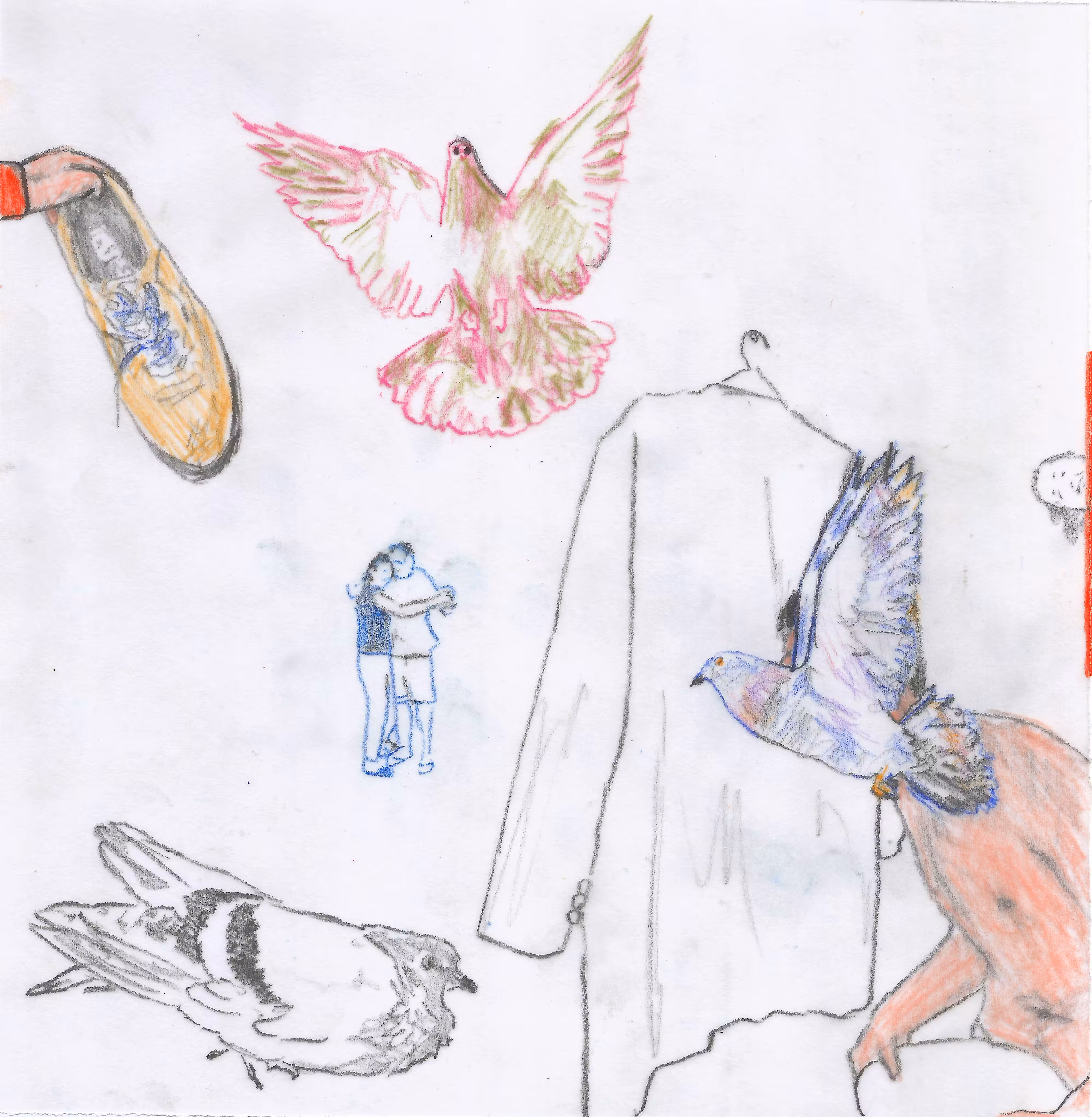 three pigeons