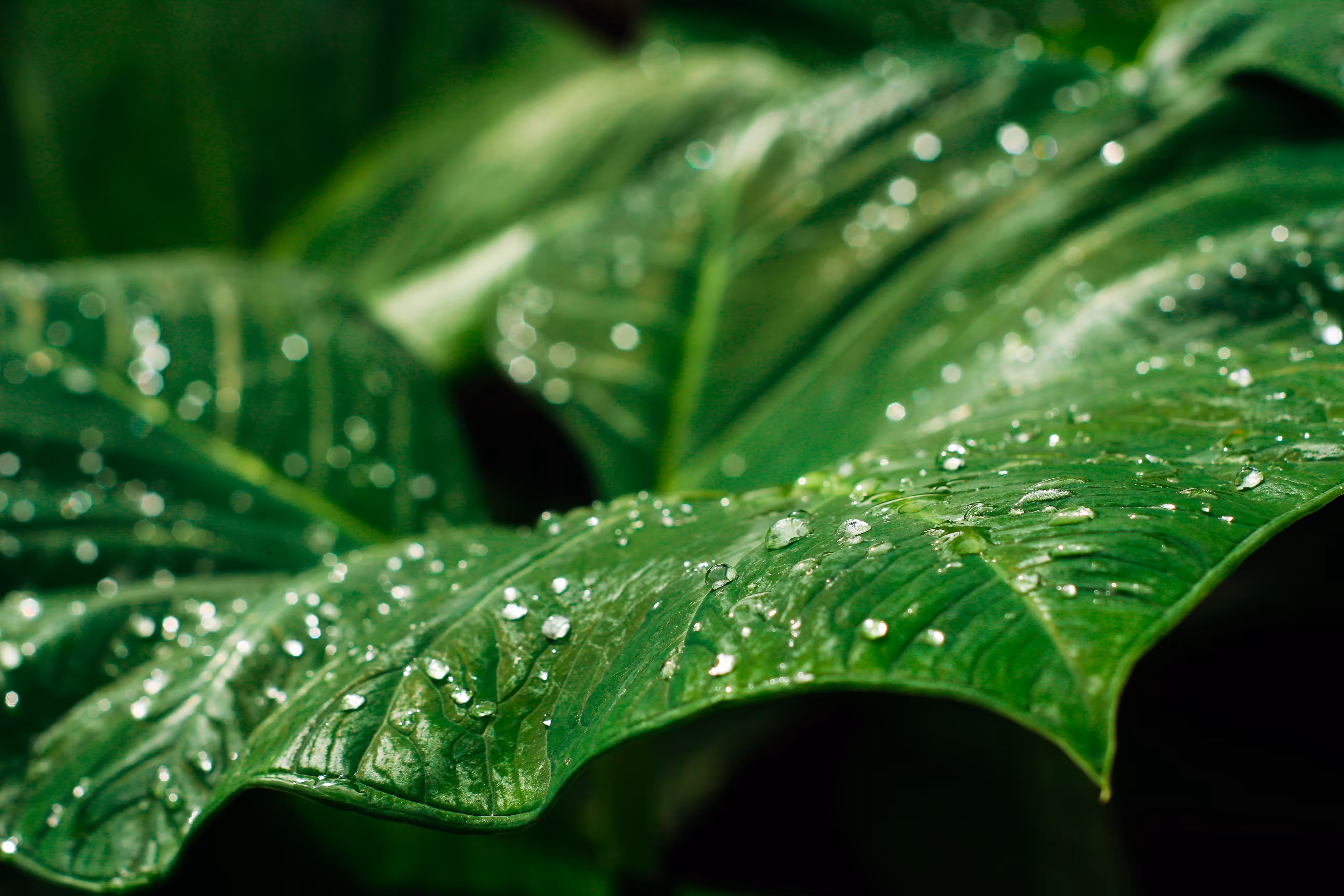 DEW 