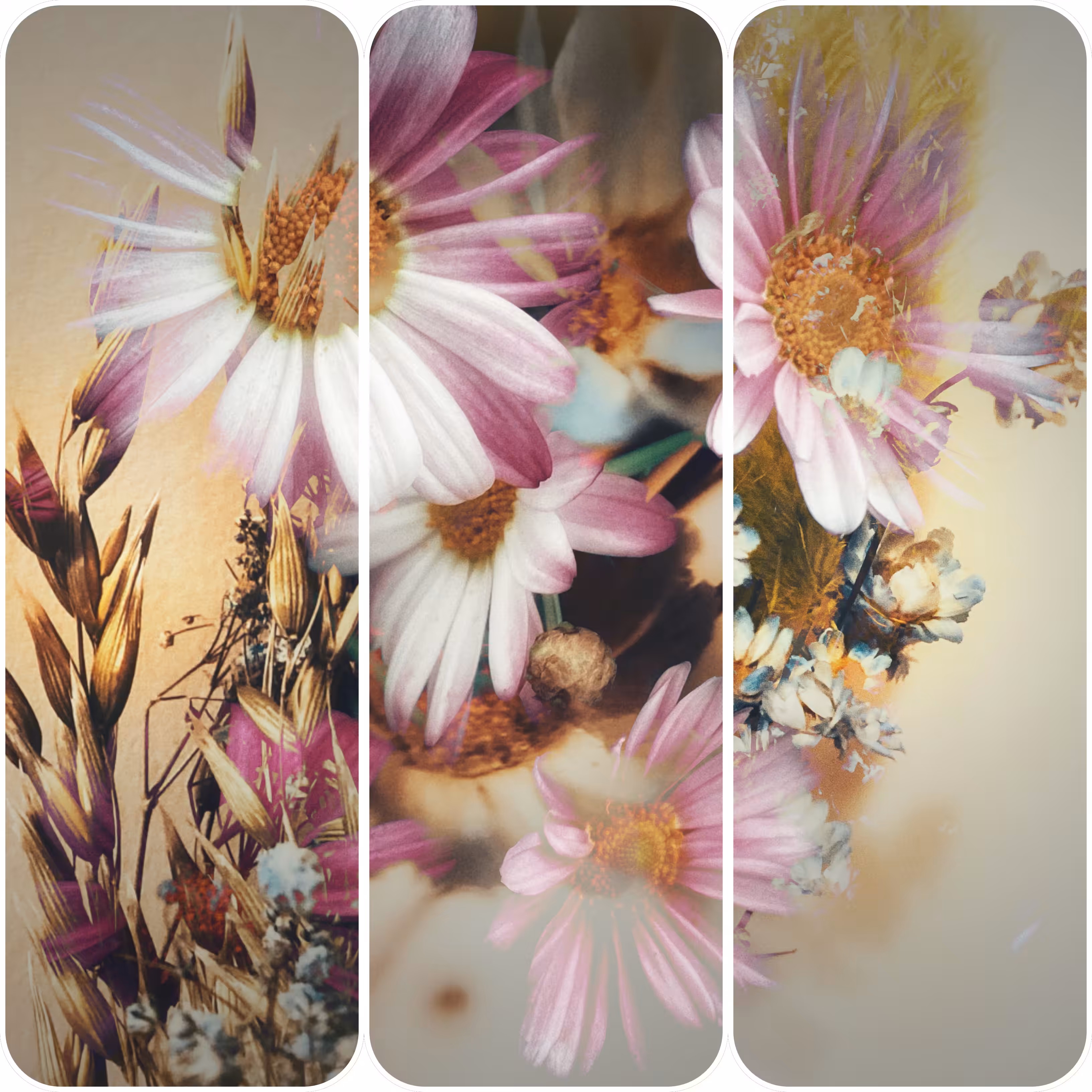 🌸Floral Paradise: White & Pink Marguerite Daisy💗