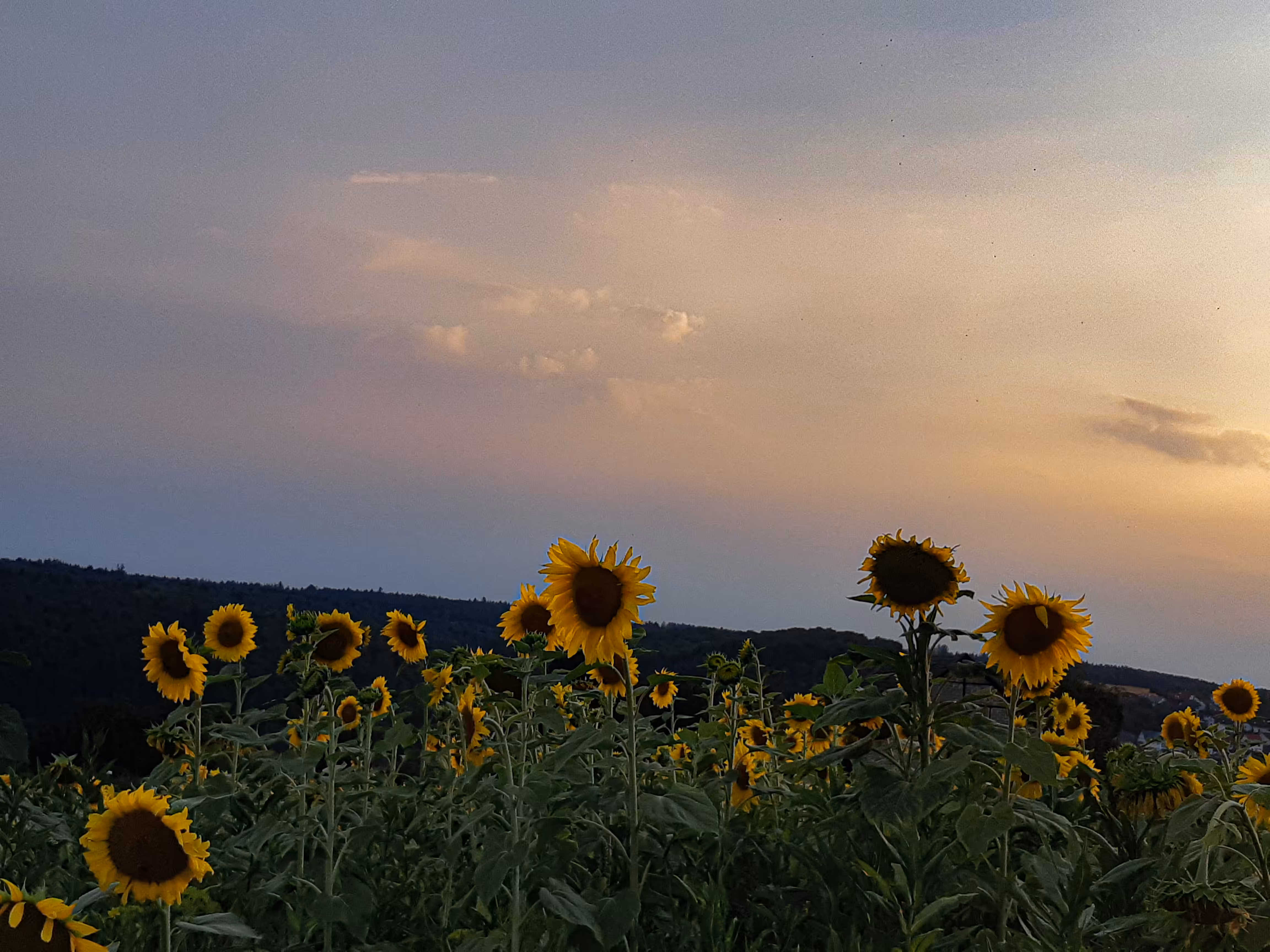 Sunflower Symphony in Ulm
