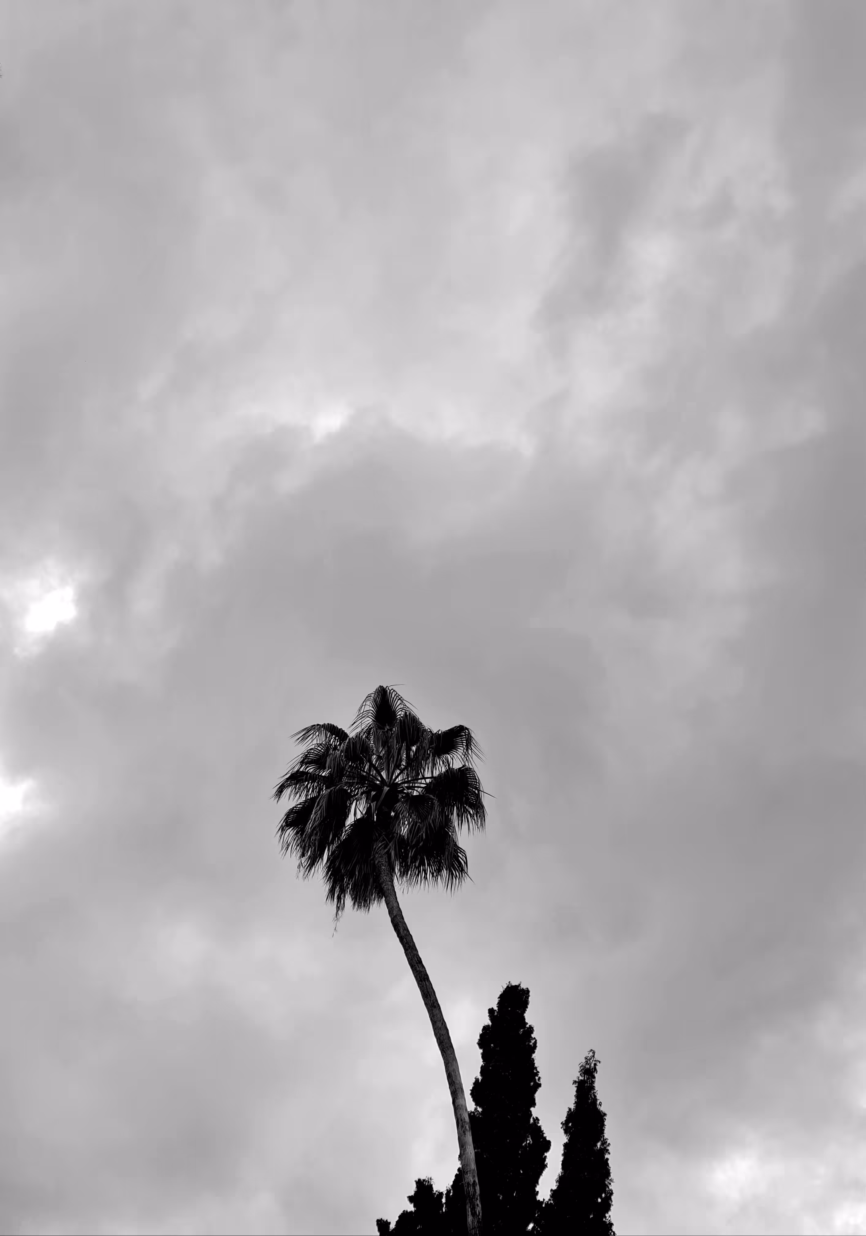 Tarsus's beauty